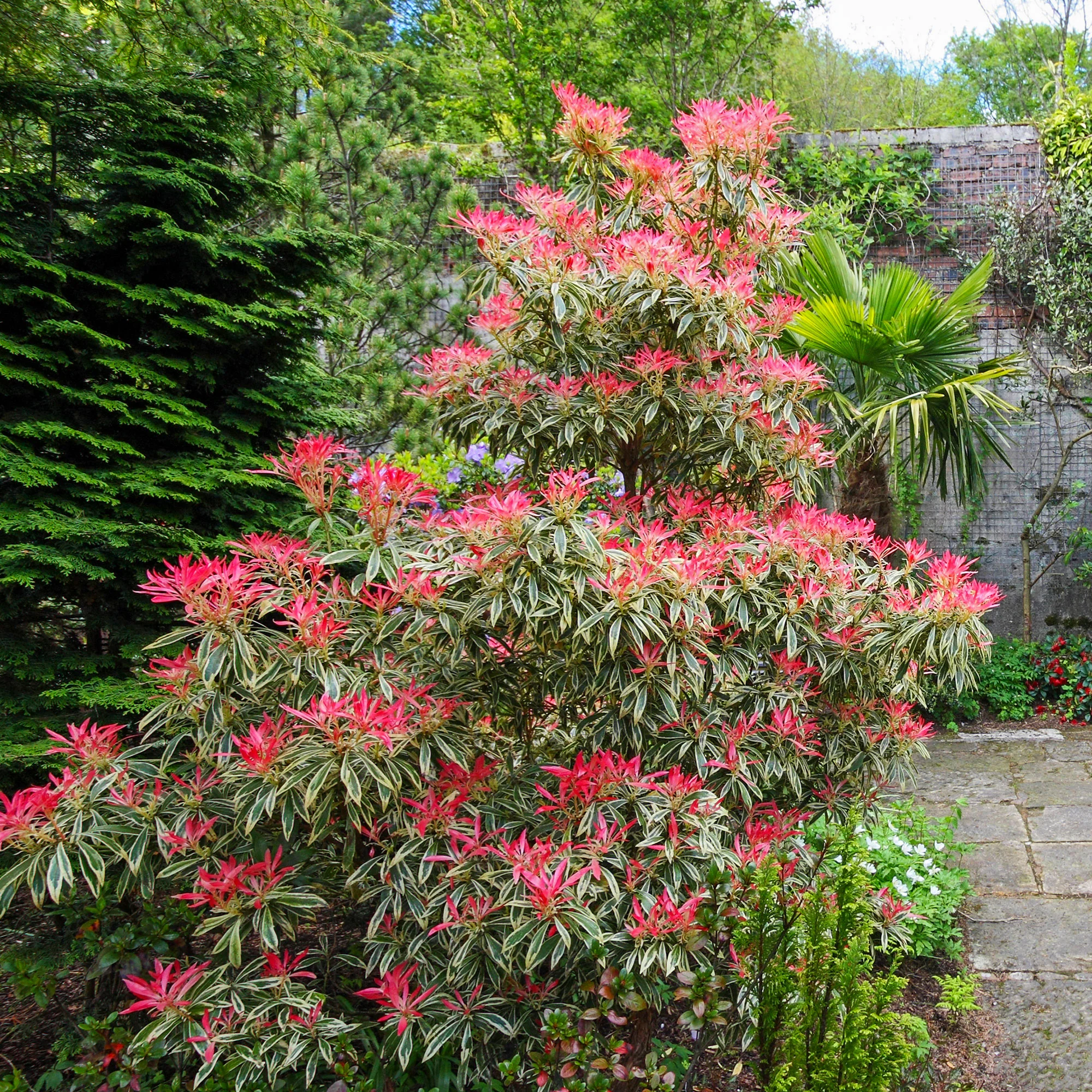 Andromède Flaming Silver - Image 2