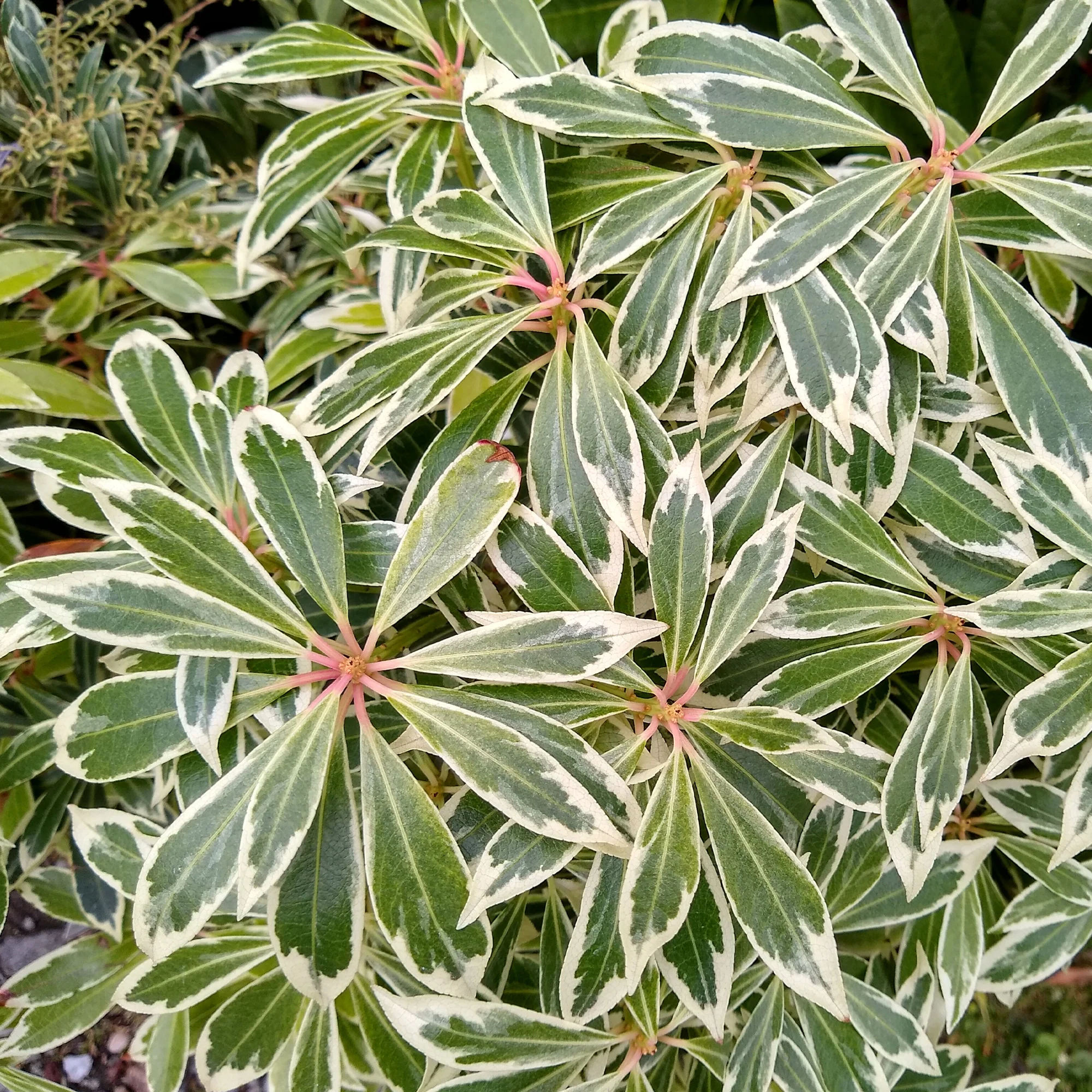 Andromède Flaming Silver - Image 3