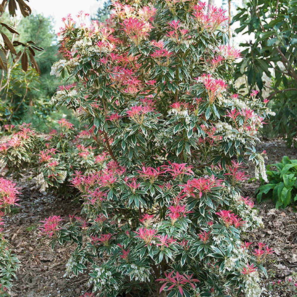 Andromède Flaming Silver - Image 5