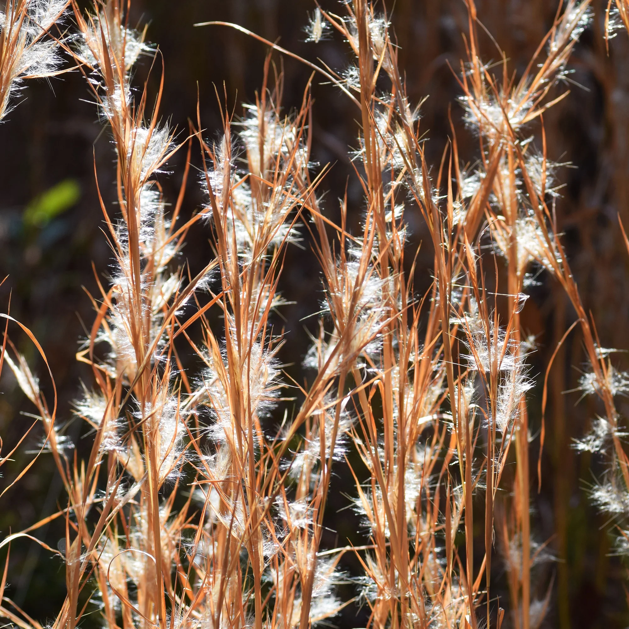 Andropogon - Barbon fendu - Image 2