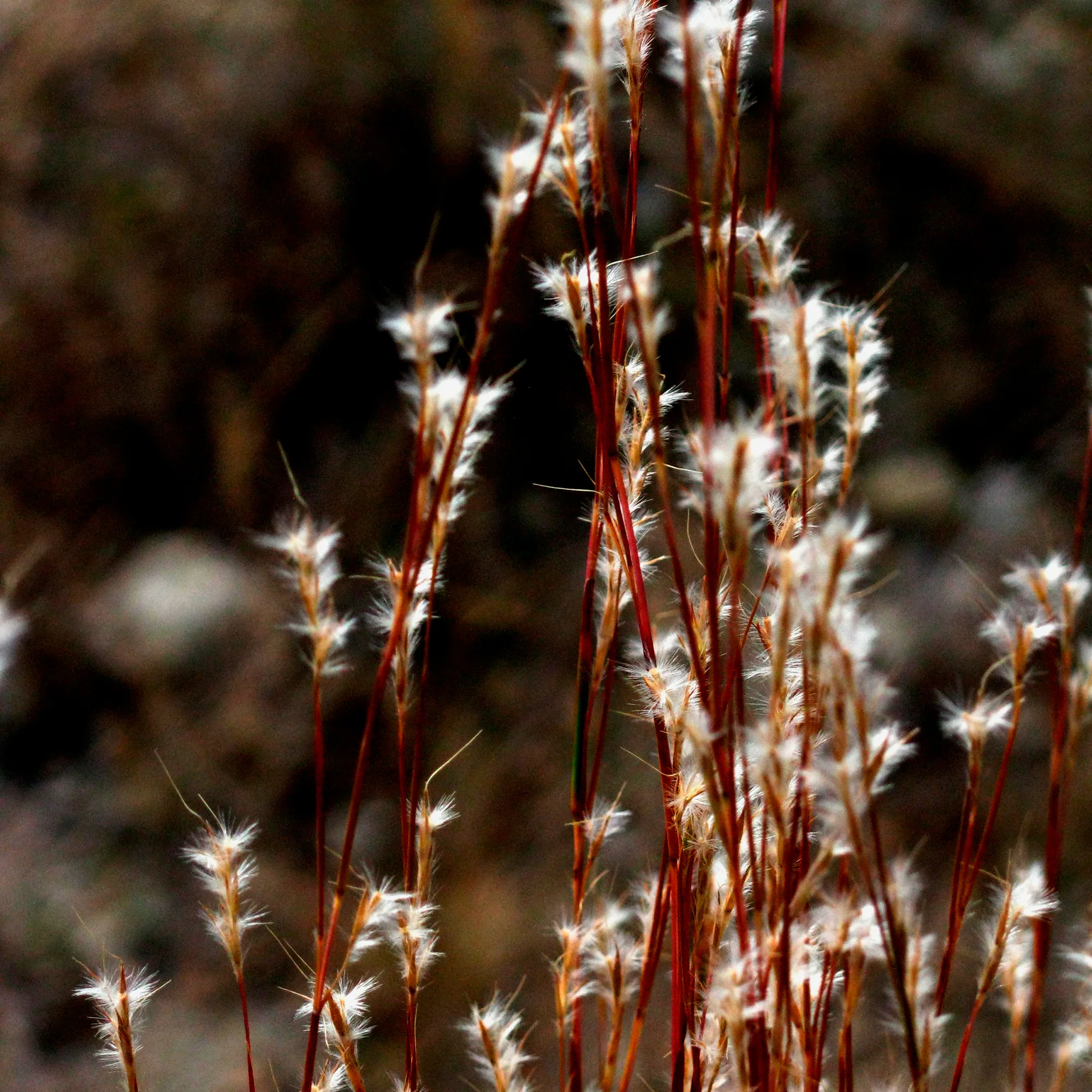 Andropogon - Barbon fendu - Image 3