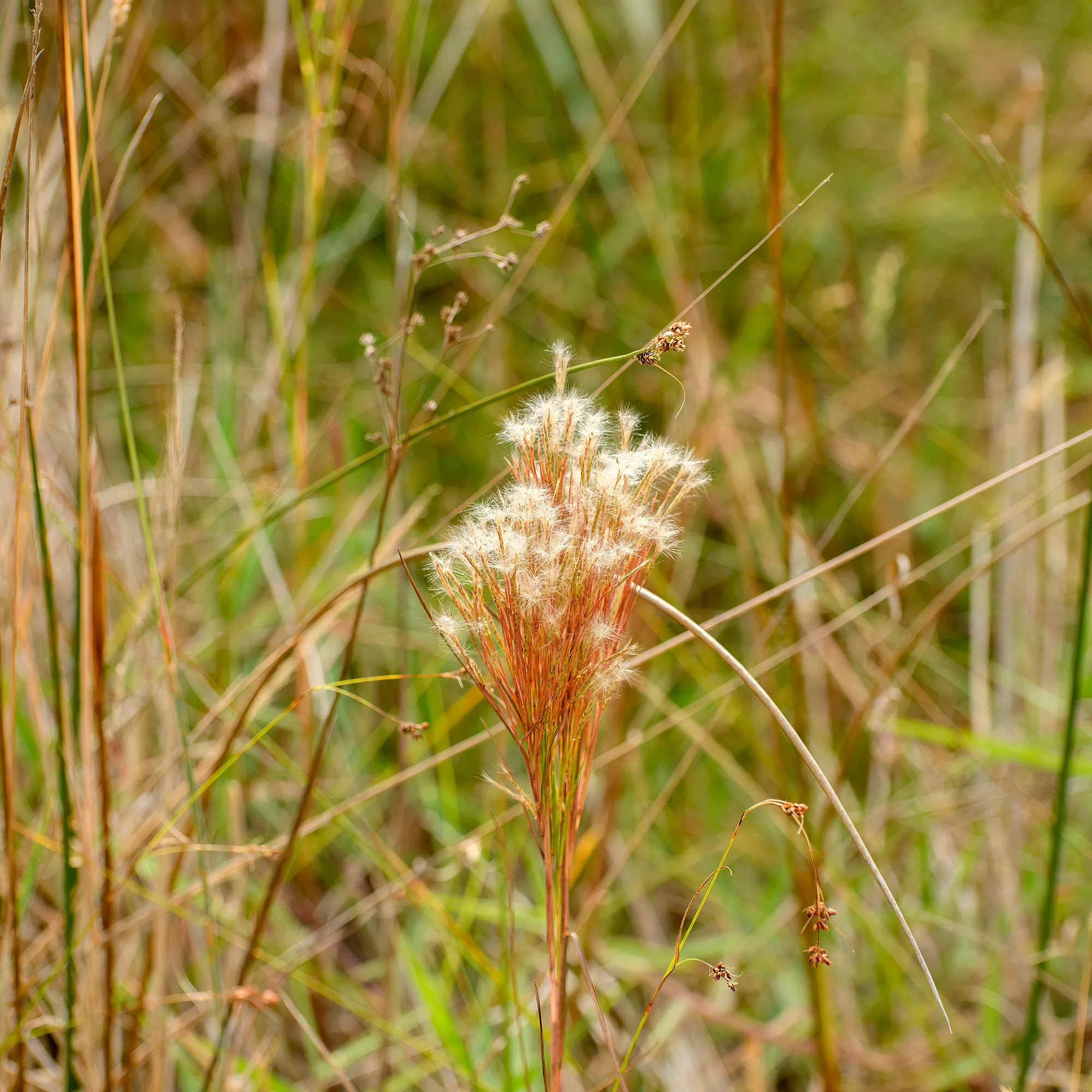 Andropogon - Barbon fendu - Image 4
