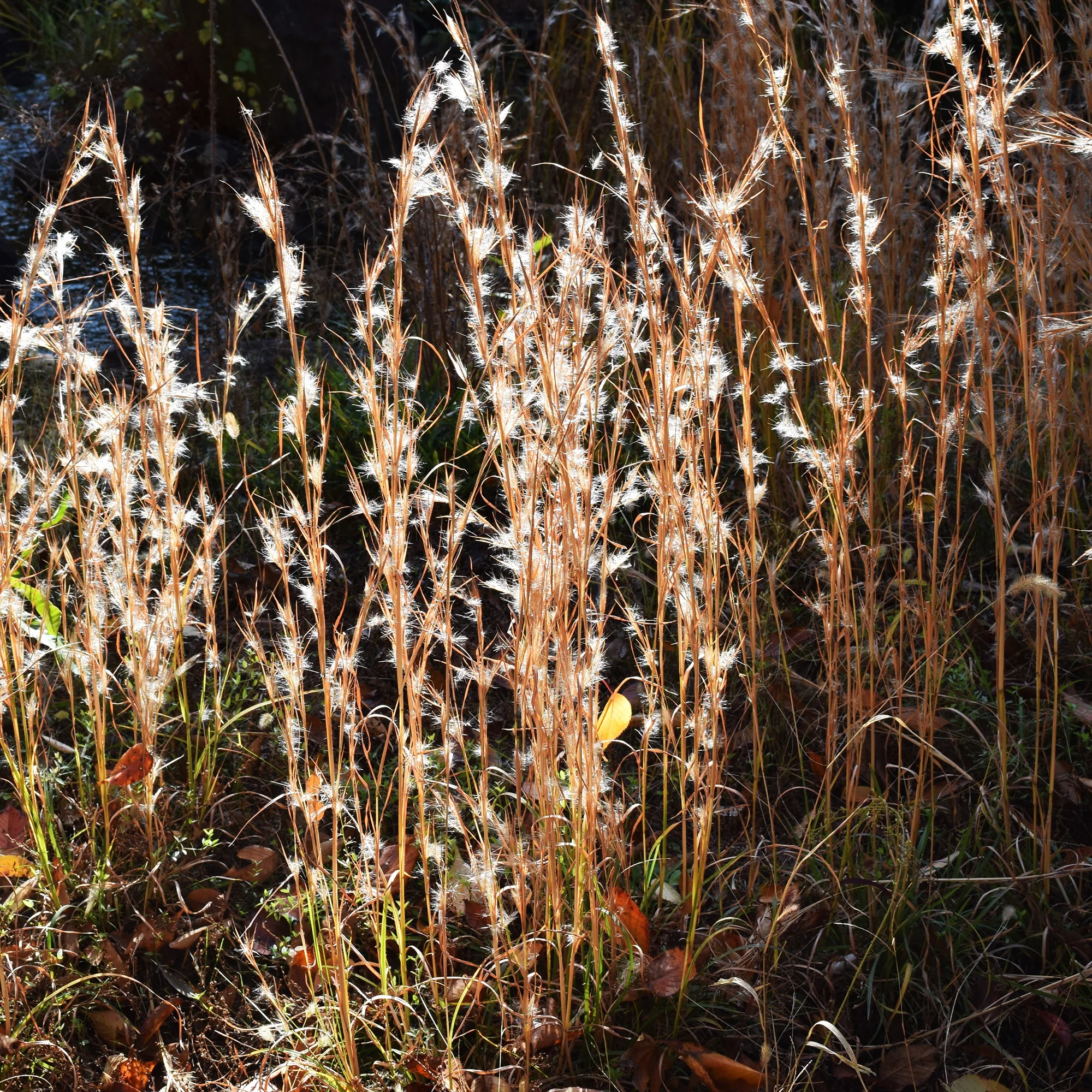 Andropogon - Barbon fendu - Image 5