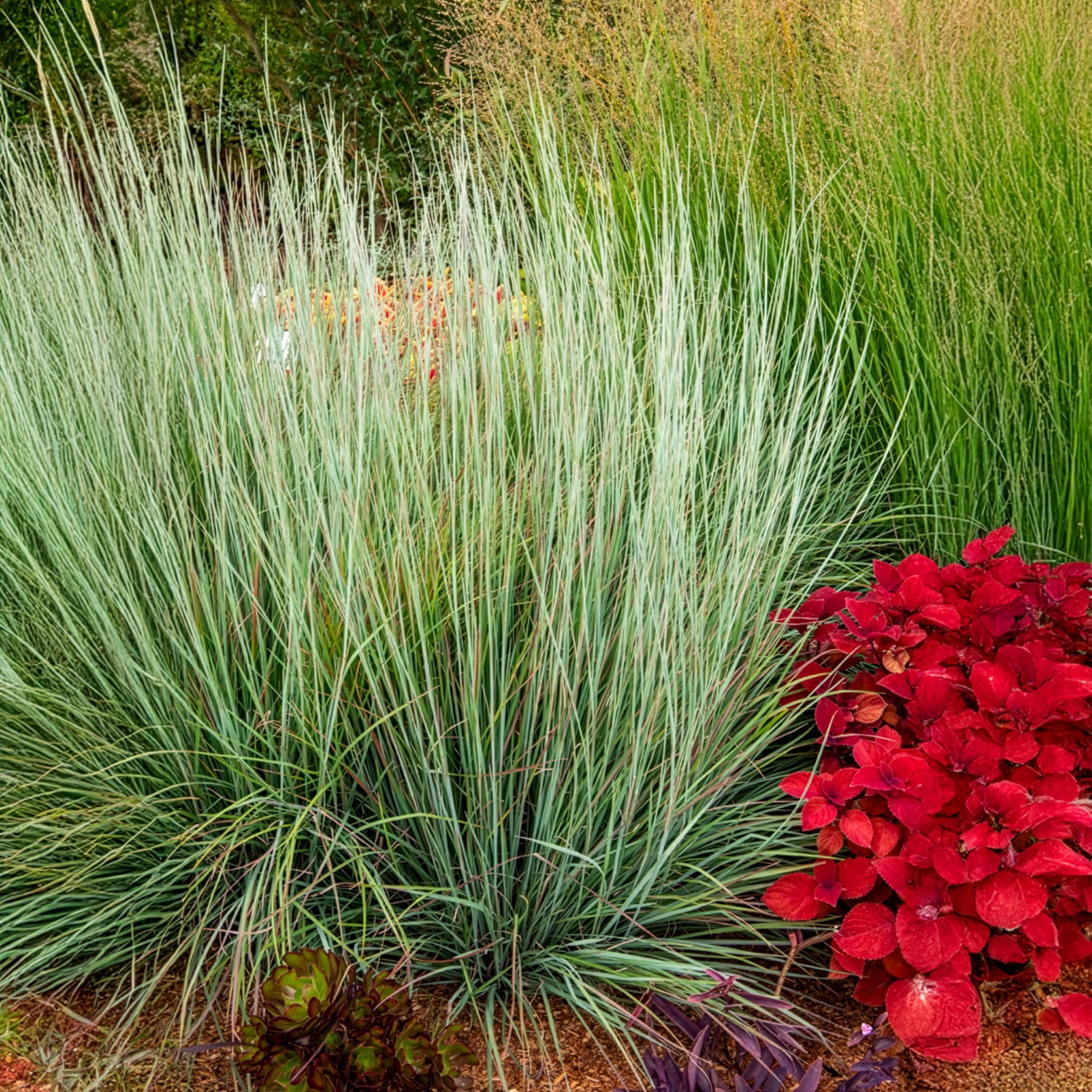 Andropogon Standing Ovation - Image 3