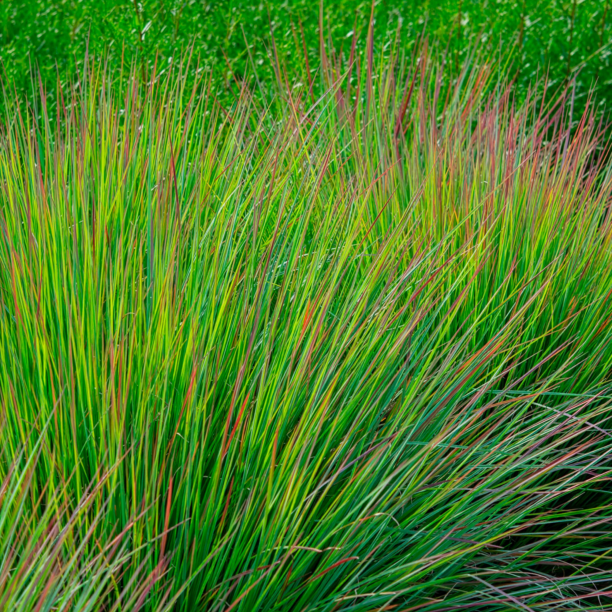 Andropogon Standing Ovation - Image 4