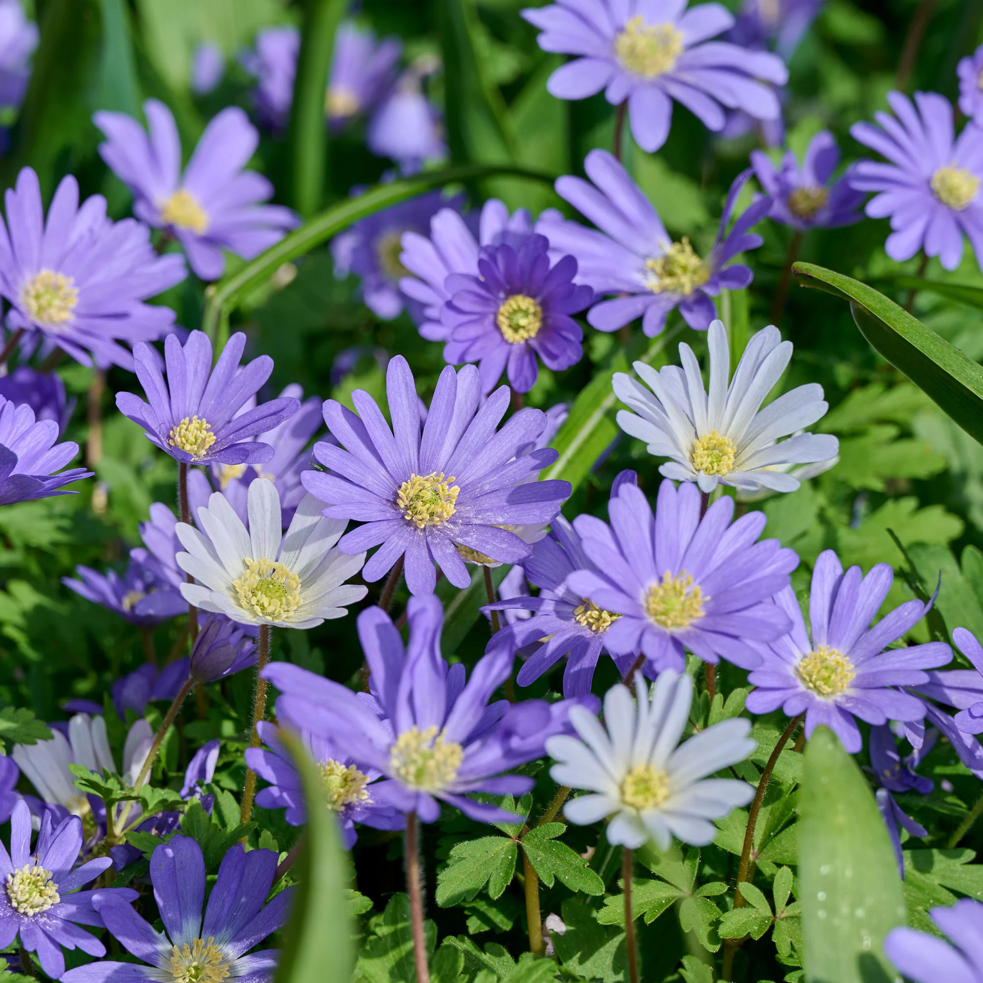 30 Anémones de Grèce Blue Shades