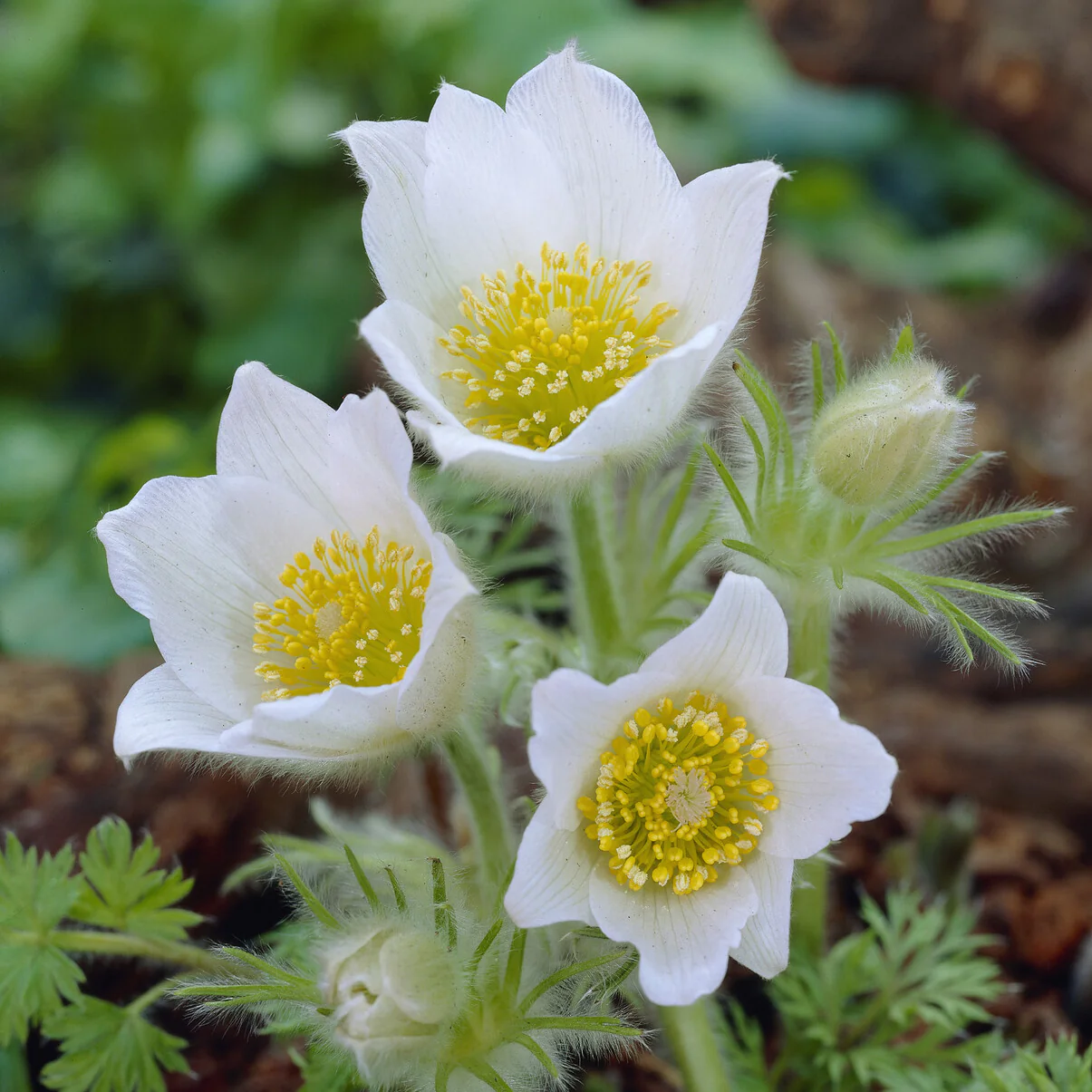 Anémone pulsatilles blanche
