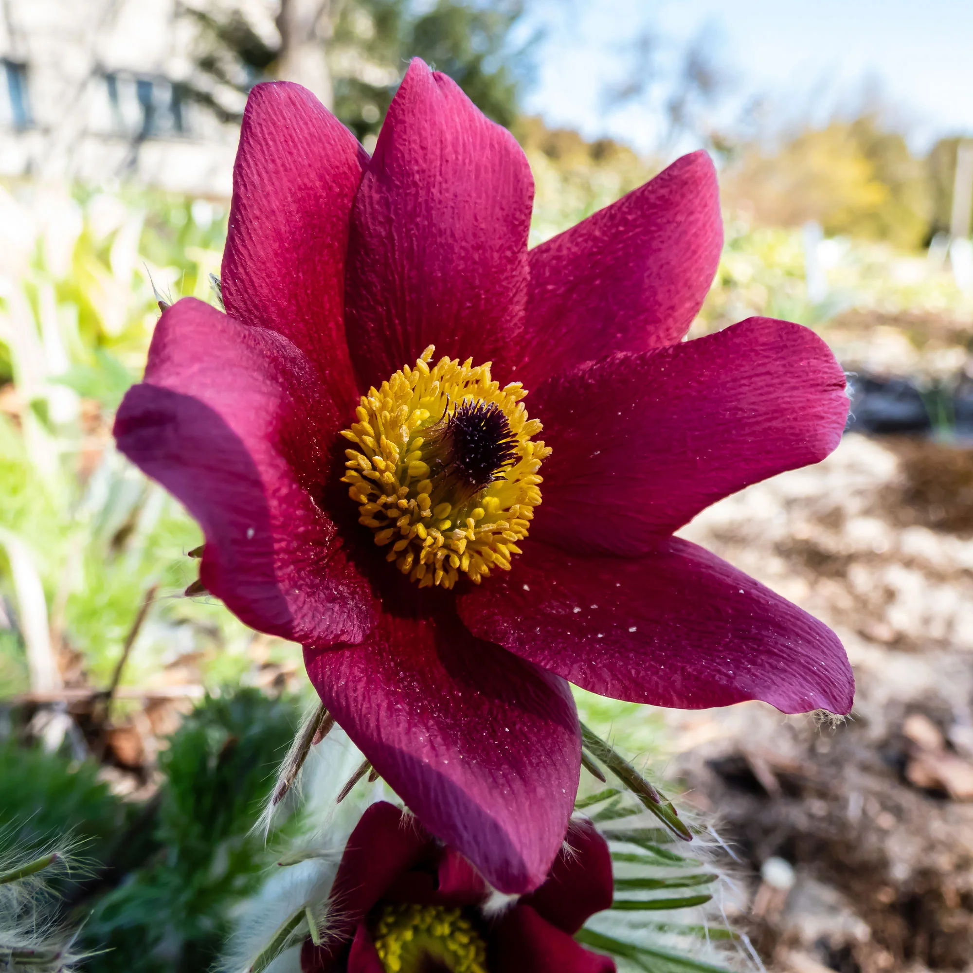 Anémone pulsatille rouge