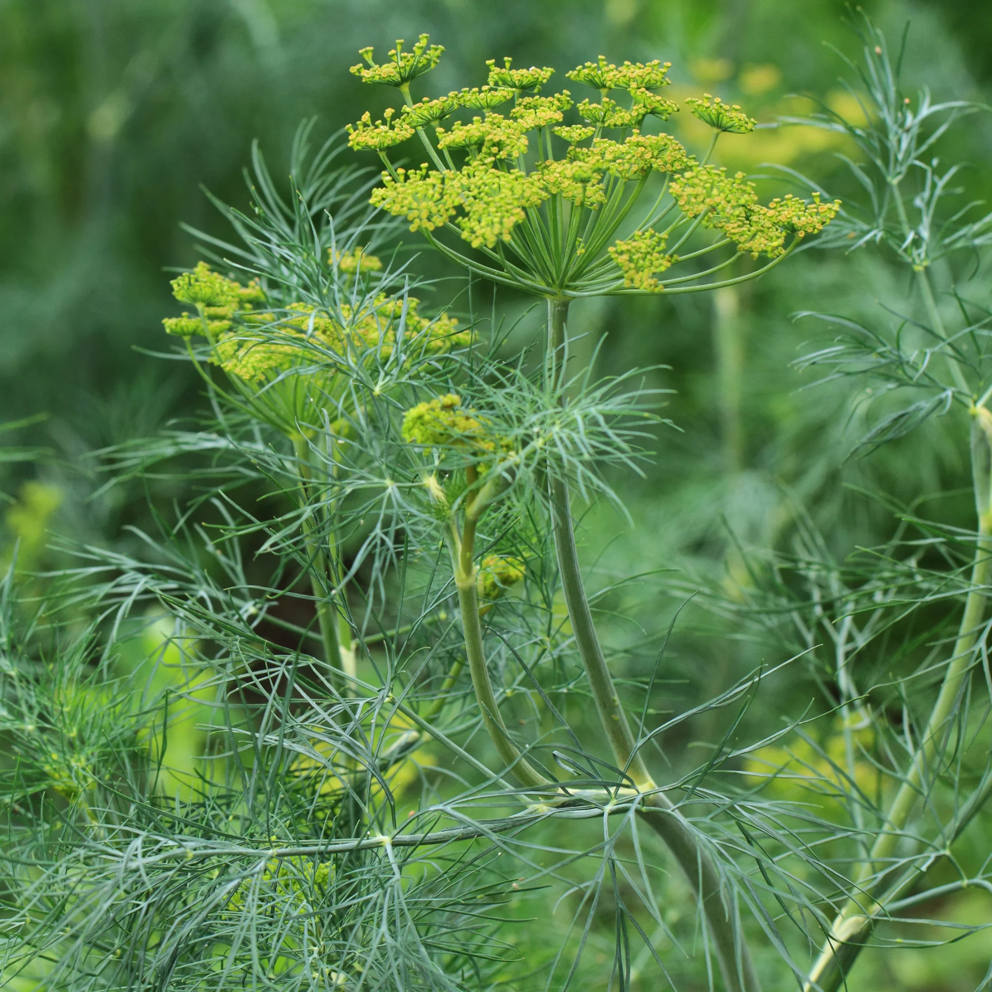 Aneth Bouquet - Image 4
