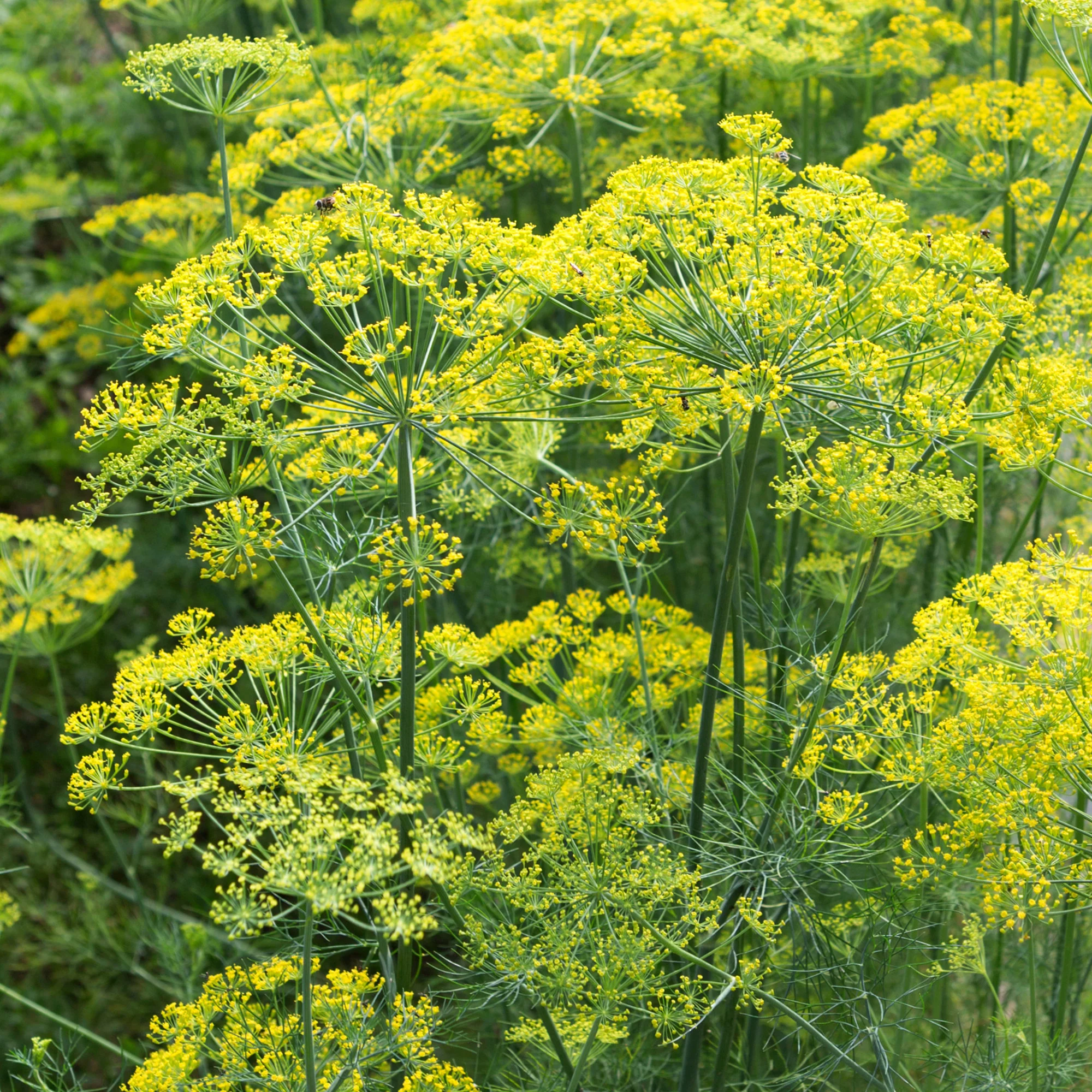 Aneth Bouquet - Image 5