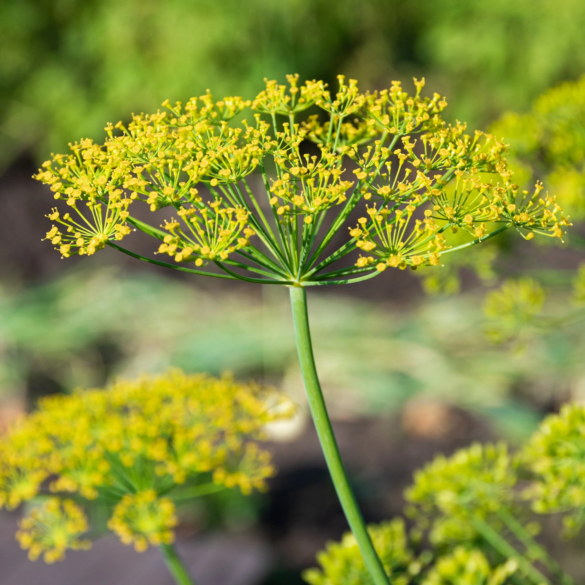 Aneth Bouquet - Image 6
