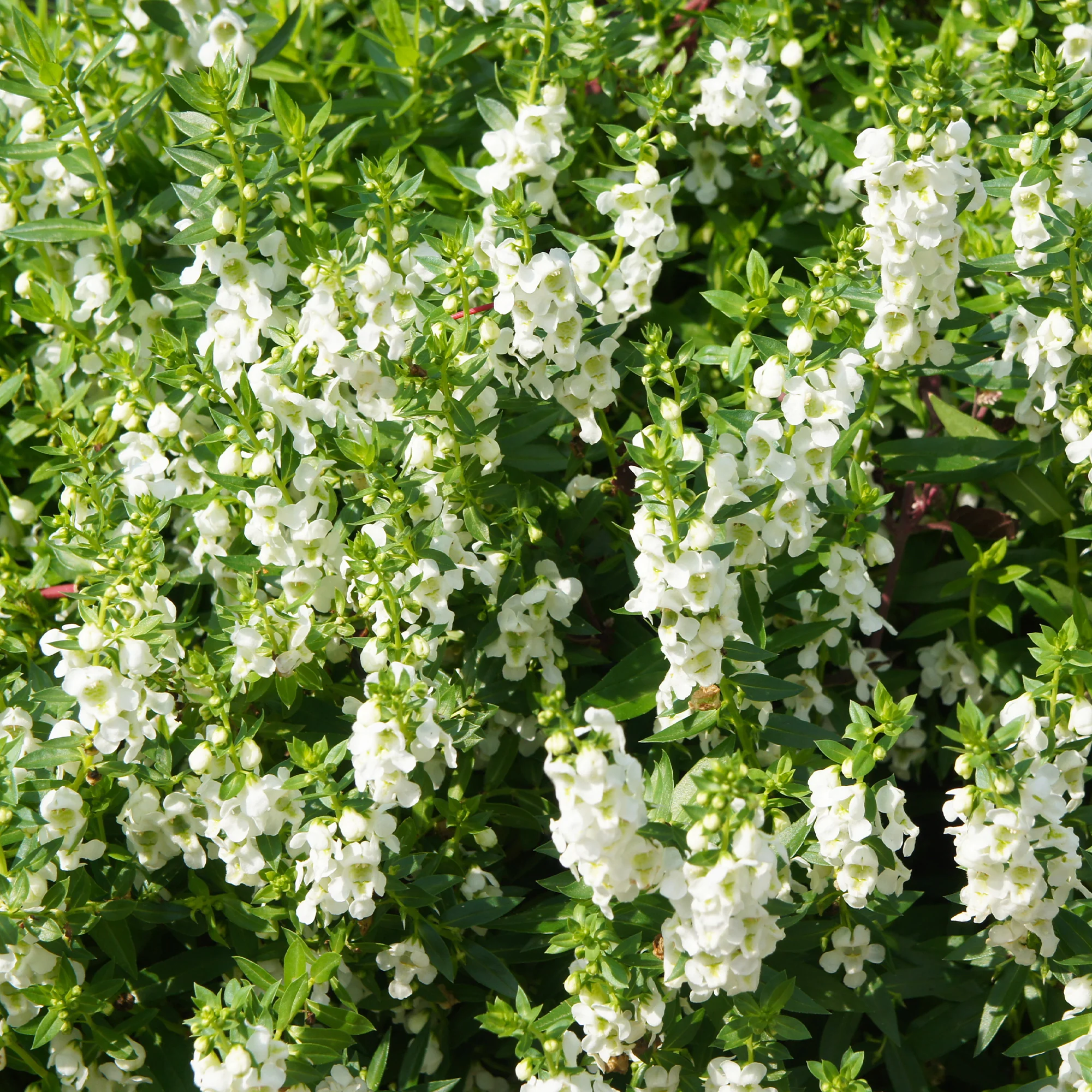 Angélonia blanche