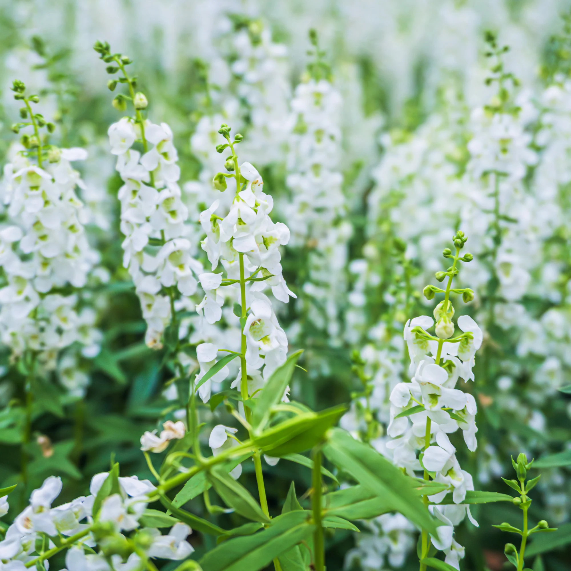 Angélonia blanche - Image 2