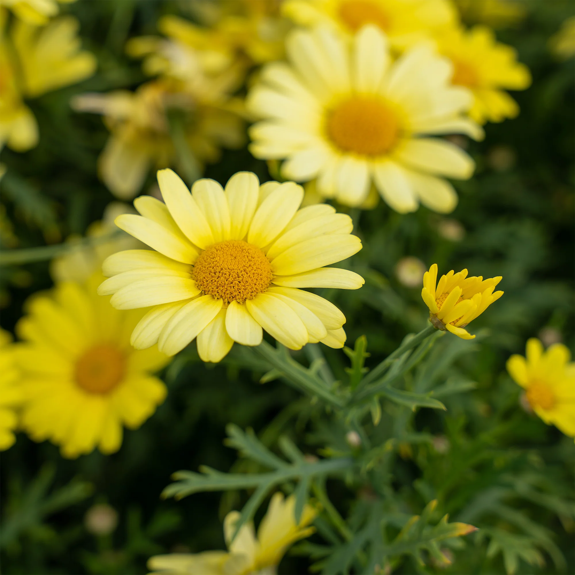 Argyranthemum Grandaisy ® Gold - Image 2