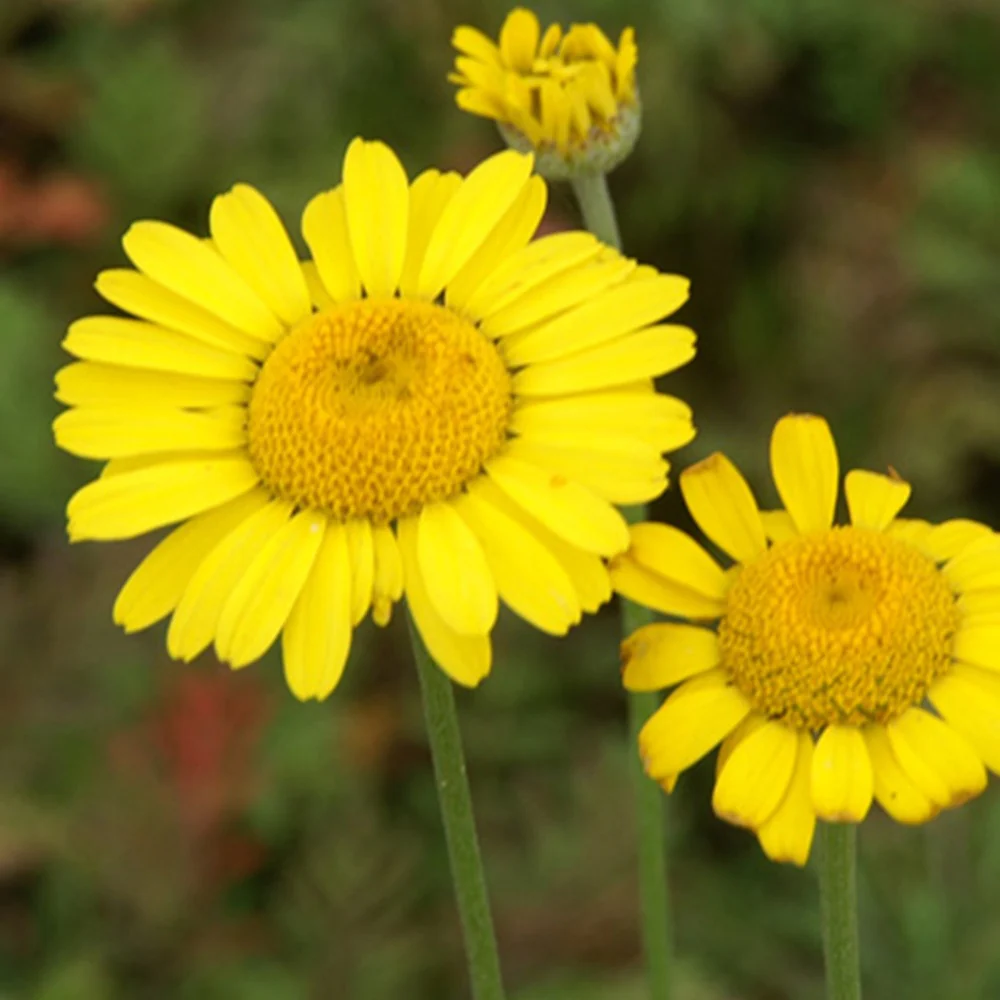Anthemis tinctoria Kelwayi