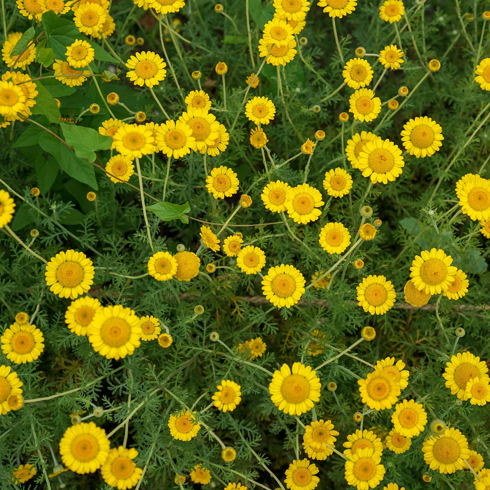 Anthemis tinctoria Kelwayi - Image 2