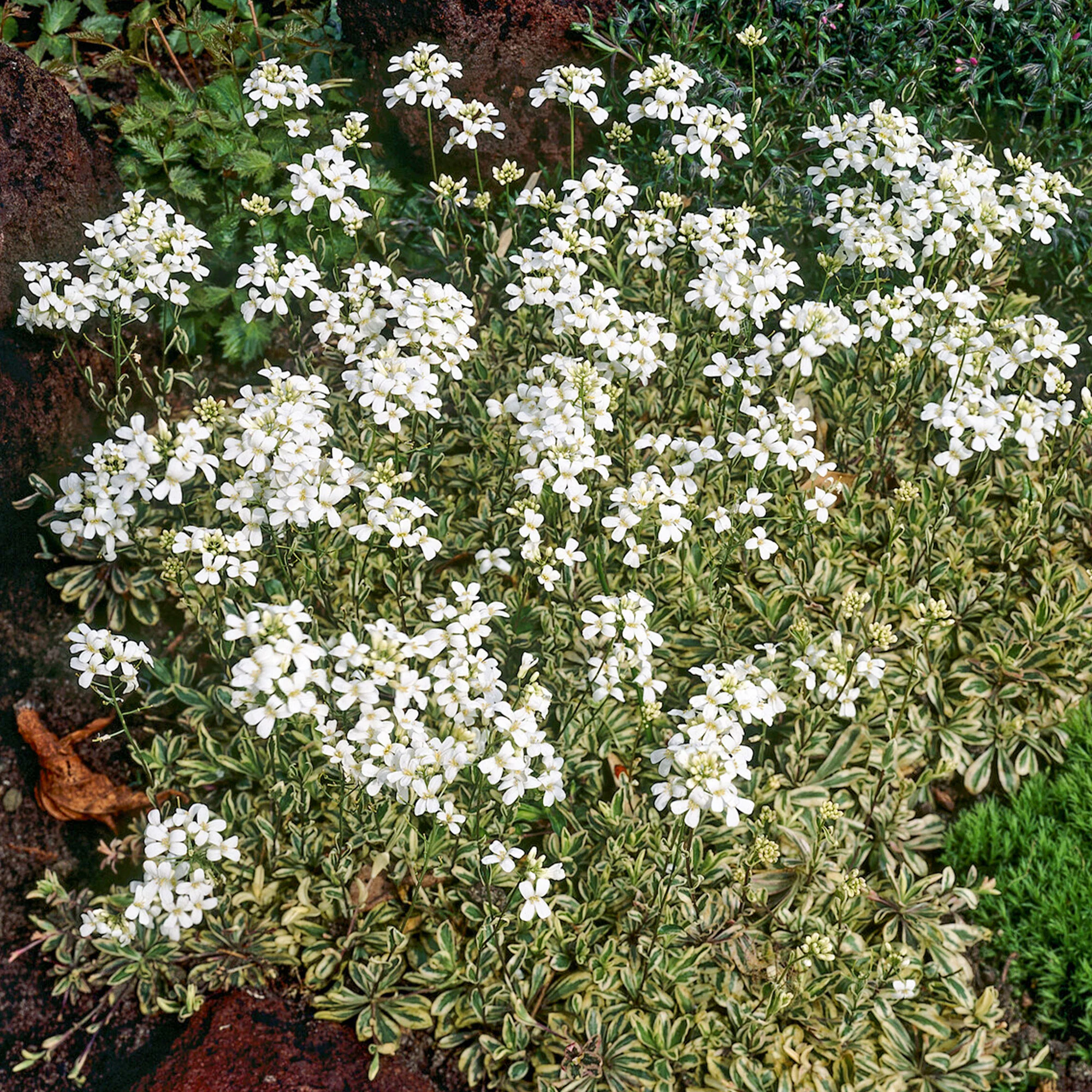 Arabette rampante Variegata - Image 2