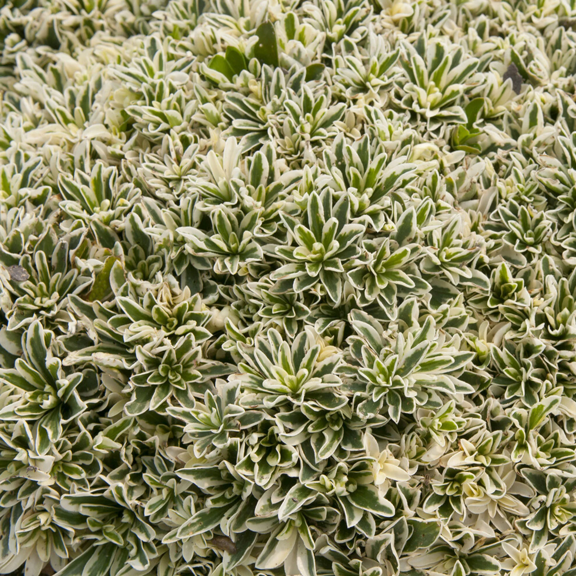 Arabette rampante Variegata - Image 3