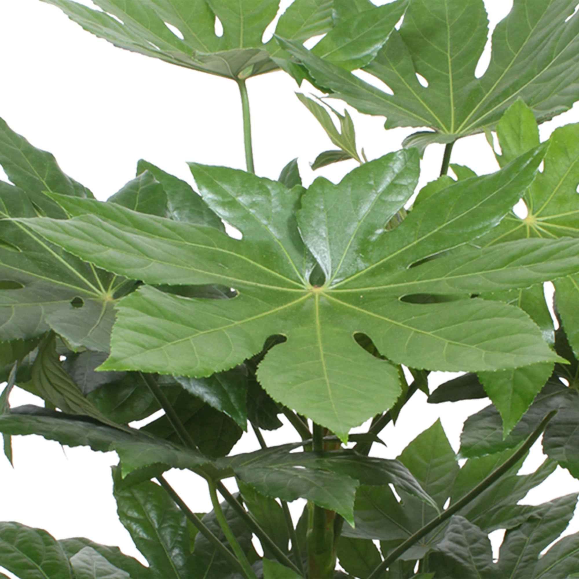 Aralia du Japon - Image 2