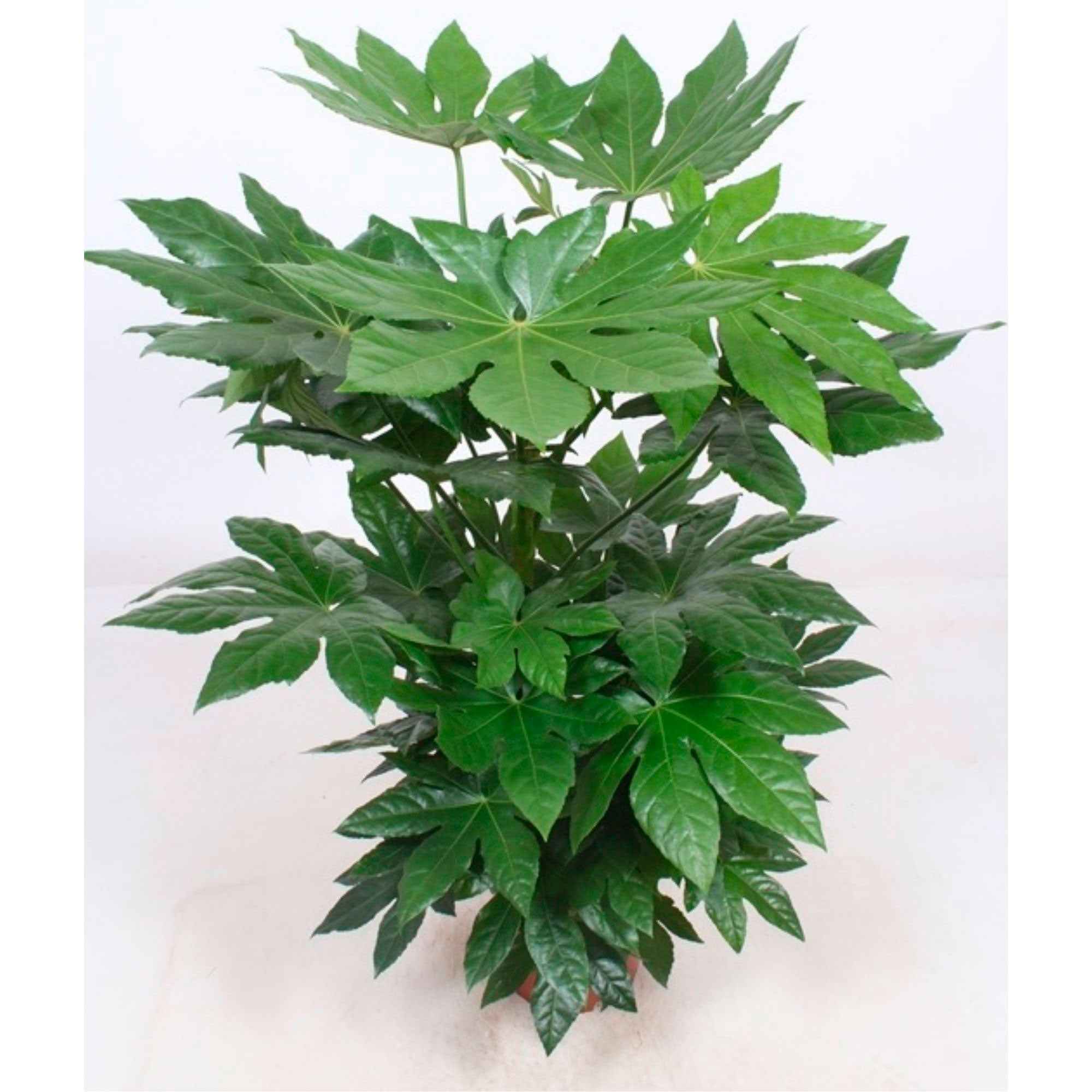 Aralia du Japon - Image 3