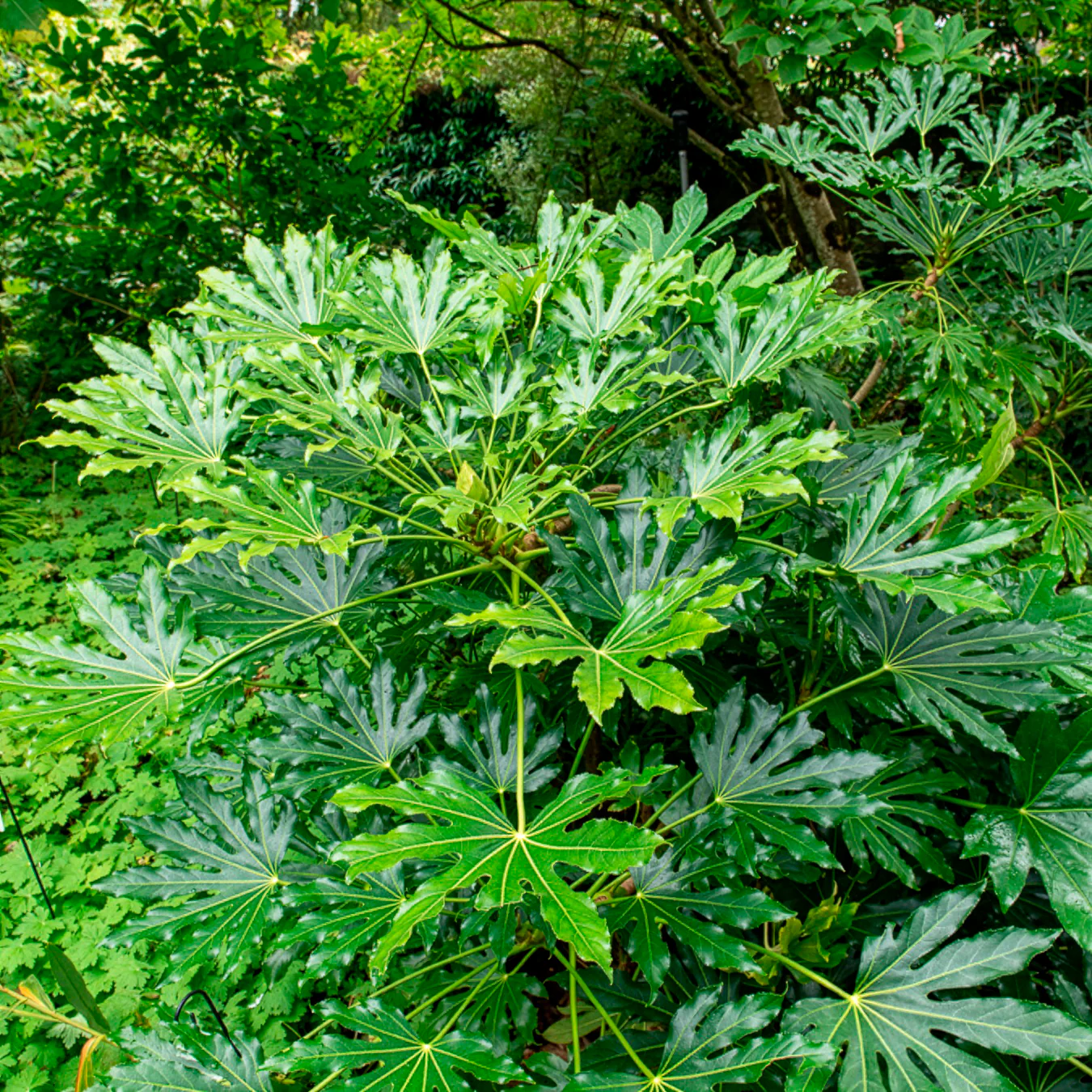 Aralia du Japon - Image 4