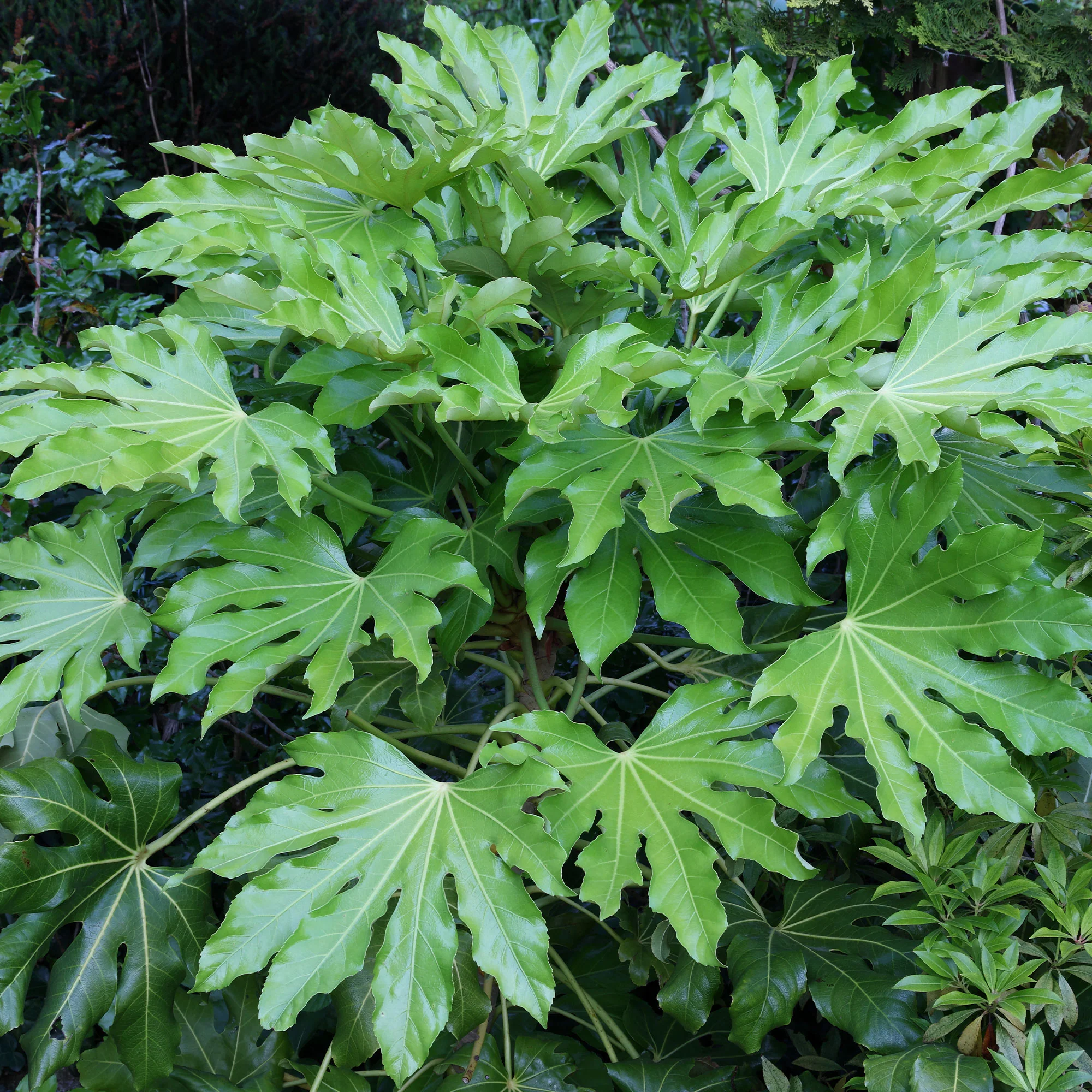 Aralia du Japon - Image 5