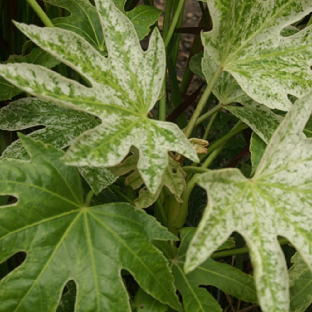 Aralia du Japon Spiders Web - Image 3