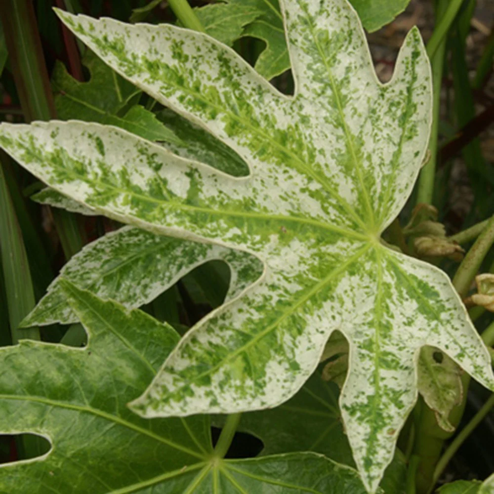 Aralia du Japon Spiders Web - Image 4