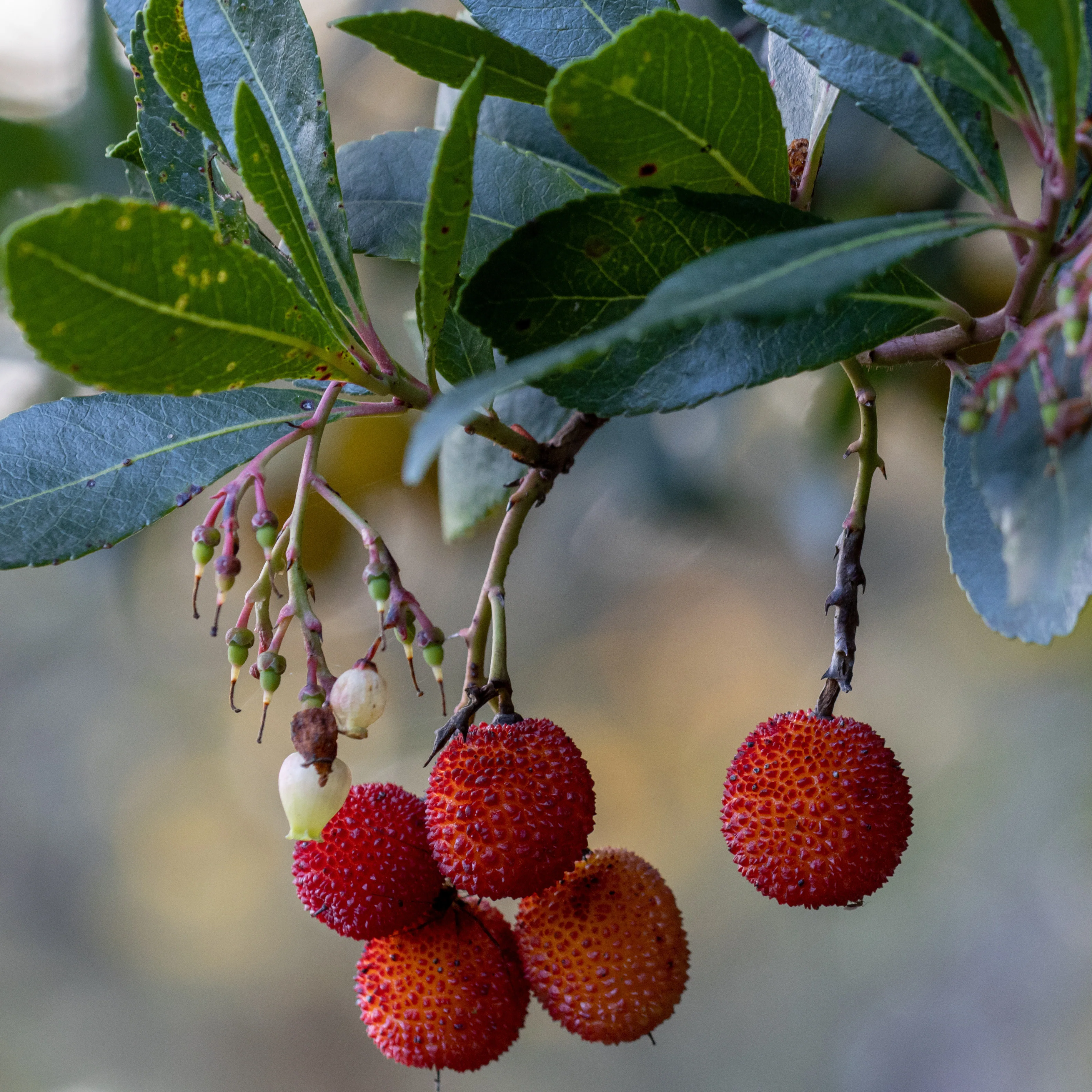 Arbousier Rubra - Image 3