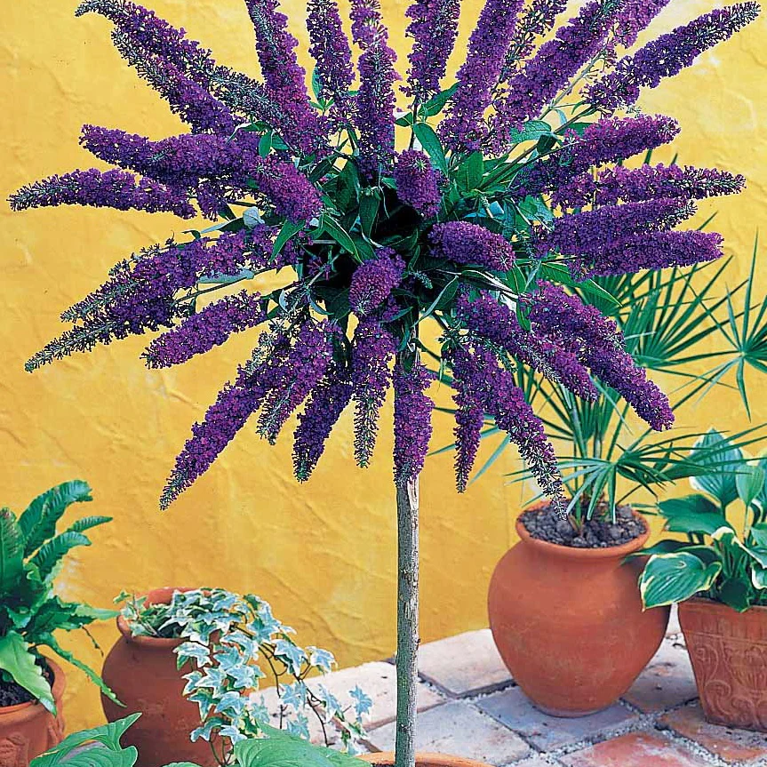 Arbre à papillons 'Empire Blue'