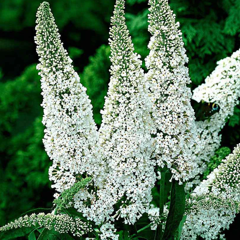 Arbre à papillons 'White Profusion' - Image 4