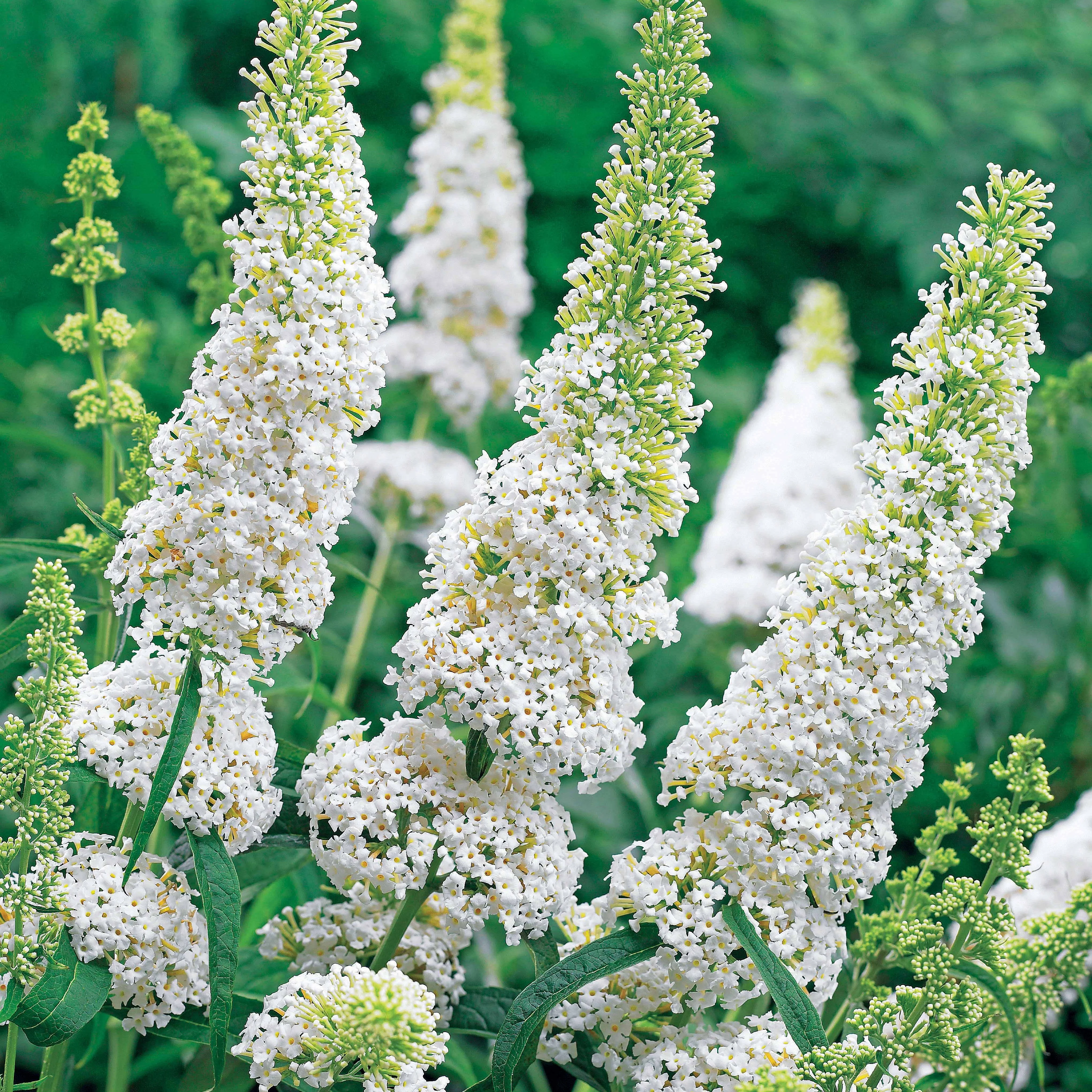 Arbre à papillons 'White Profusion' - Image 5