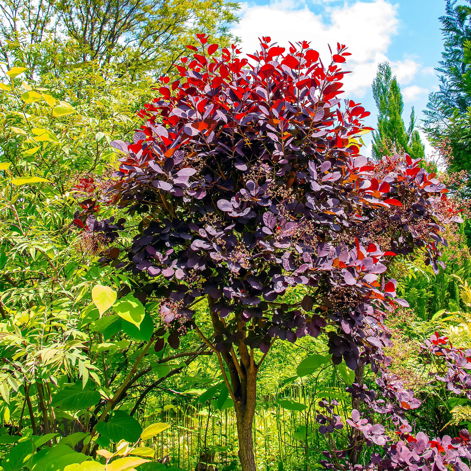 Arbre à perruques 'Royal Purple' sur tige - Image 3