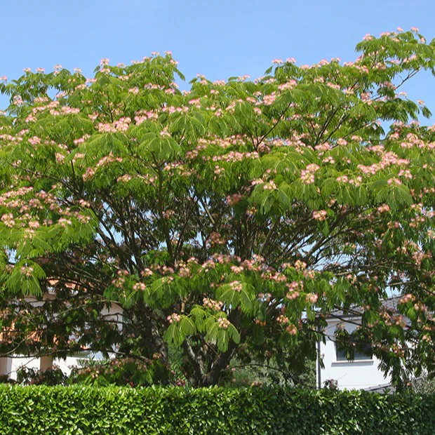 Arbre à soie rose - Image 3