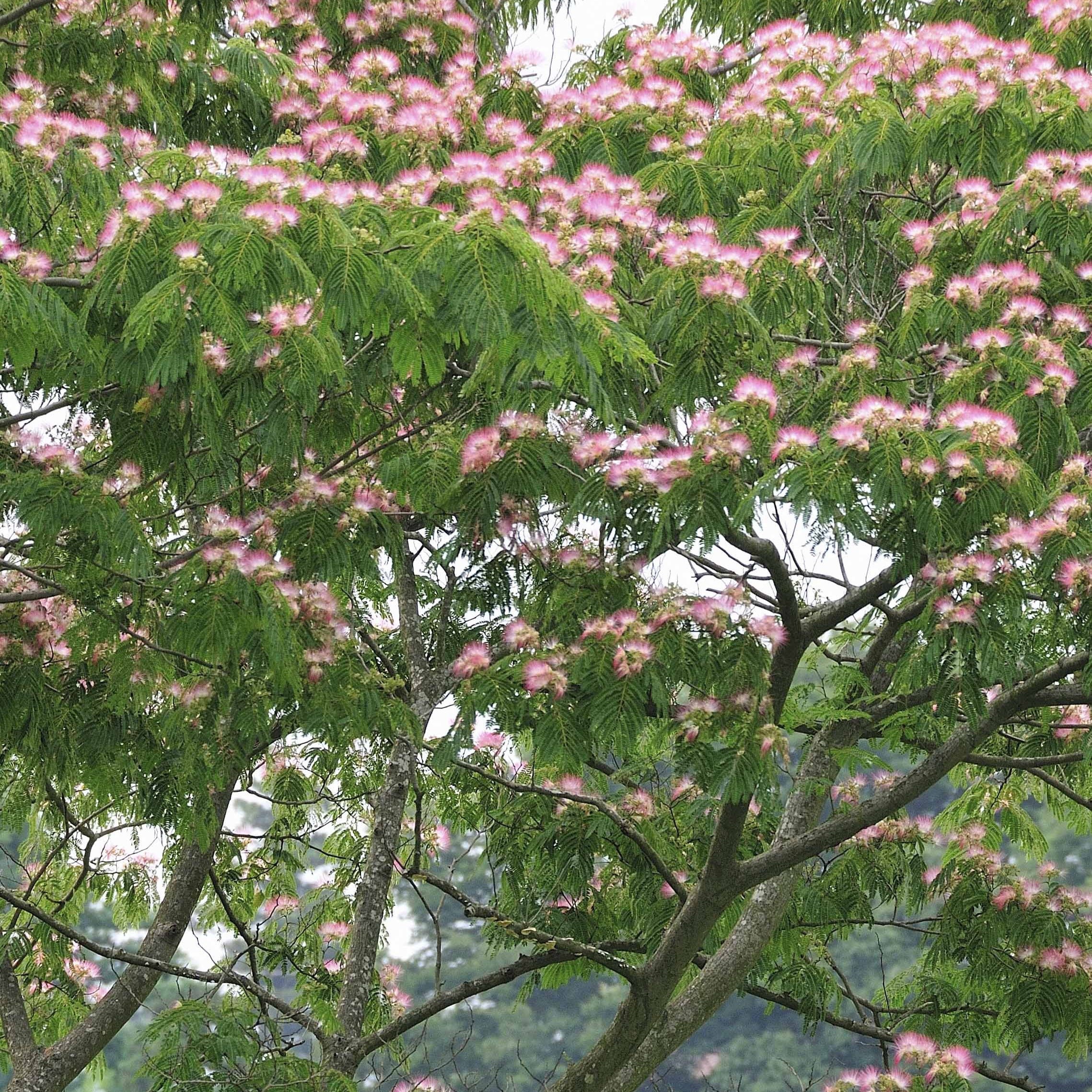 Arbre à soie rose - Image 5