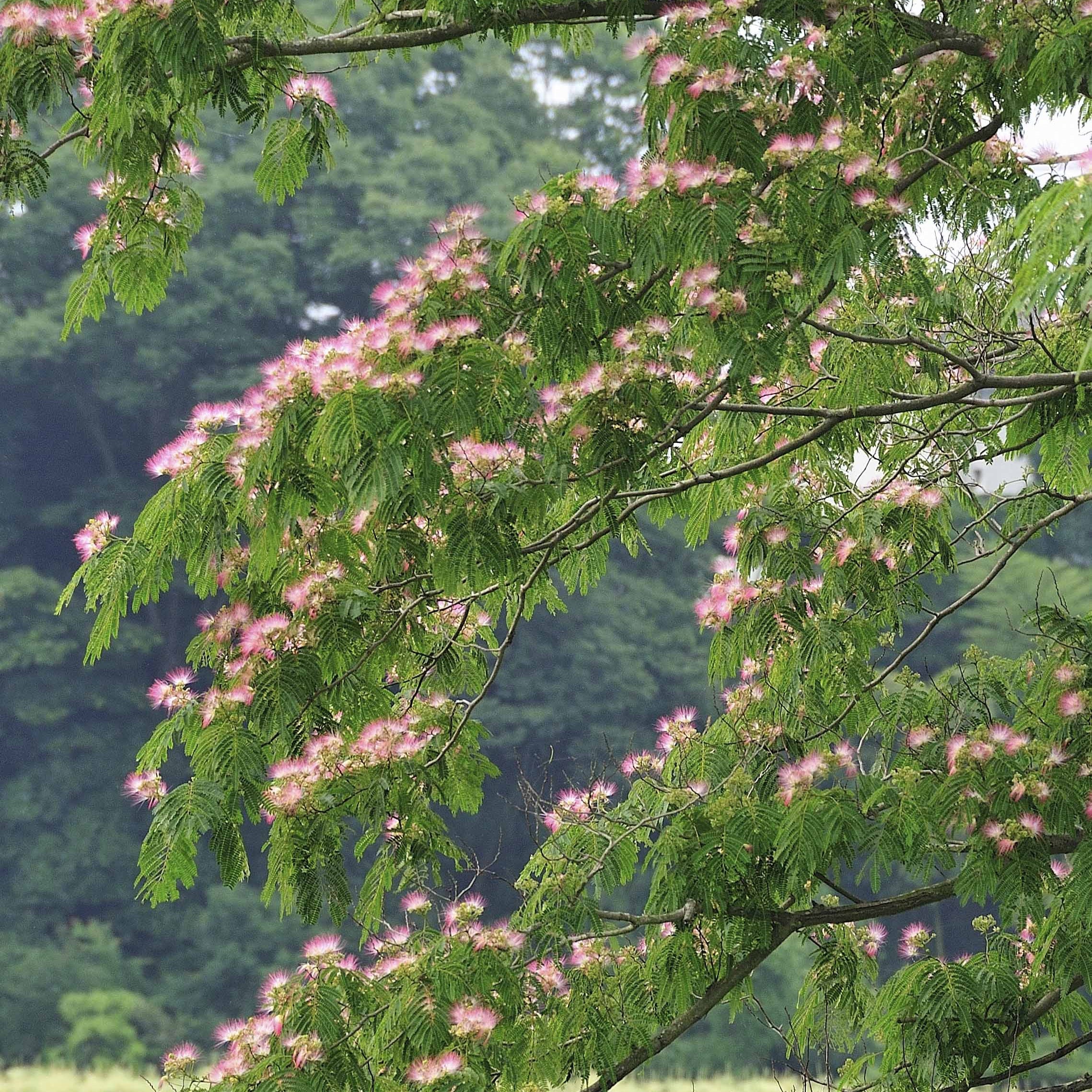 Arbre à soie rose - Image 6