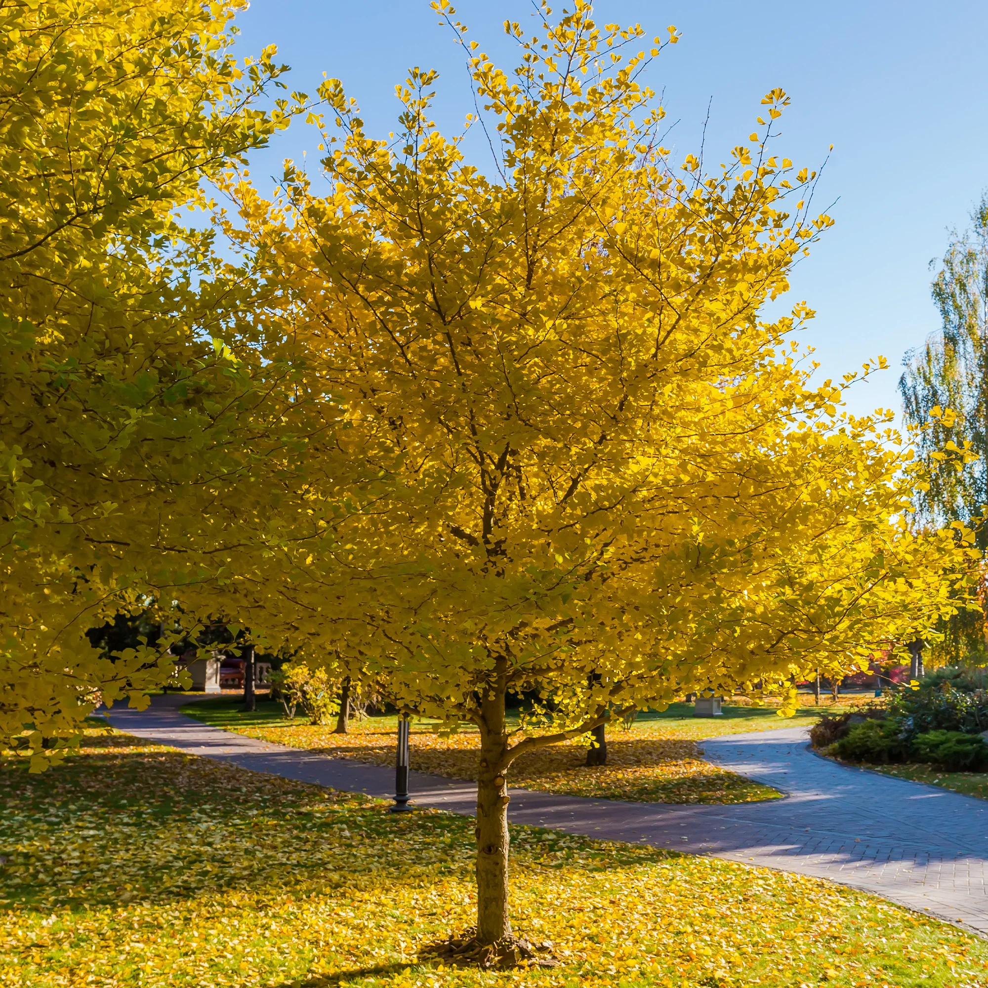 Arbre aux 40 écus - Ginkgo biloba - Image 3