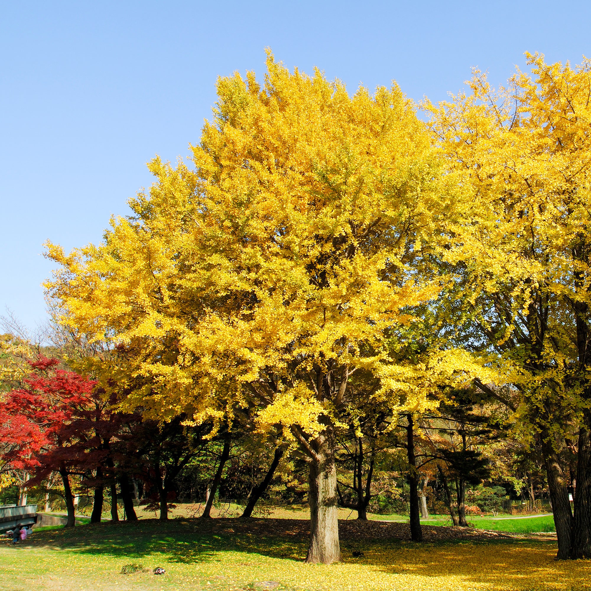 Arbre aux 40 écus - Ginkgo biloba - Image 4