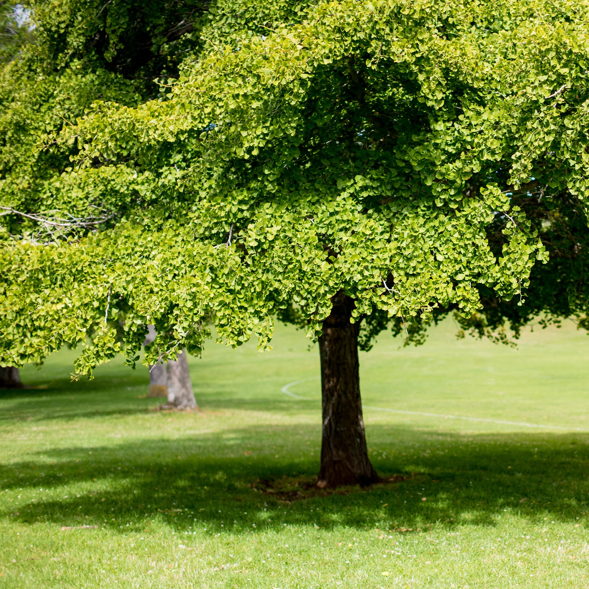 Arbre aux 40 écus - Ginkgo biloba - Image 5
