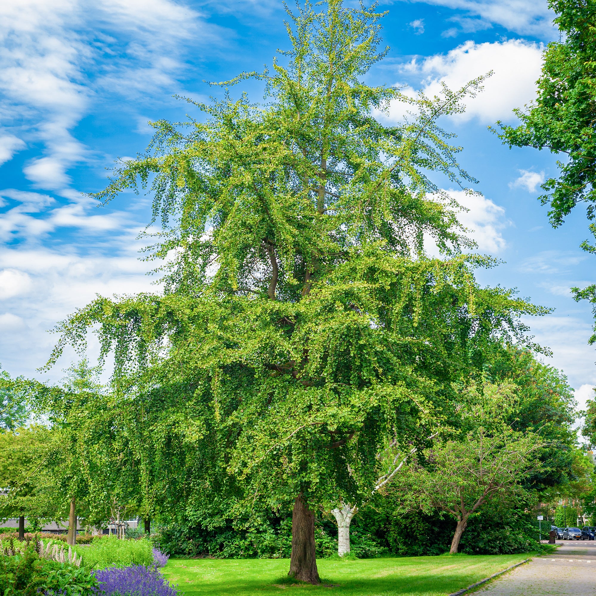 Arbre aux 40 écus - Ginkgo biloba - Image 6