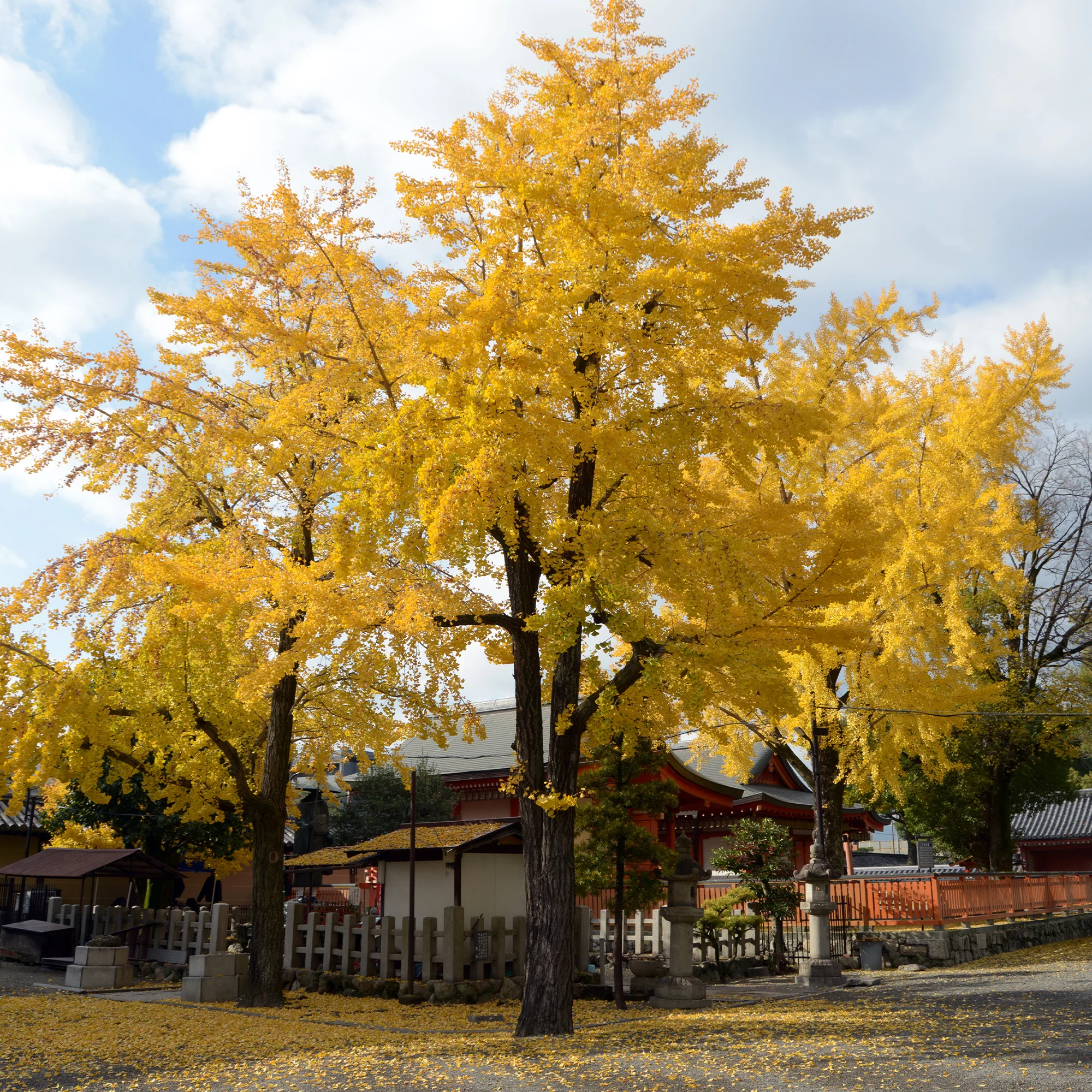 Arbre aux 40 écus - Ginkgo biloba - Image 7