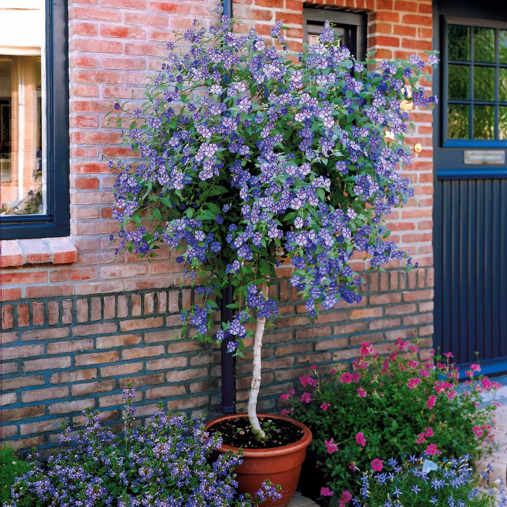 Arbre aux gentianes - Image 2