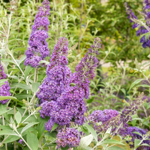 Arbre aux papillons 'Lavender Flow' sur tige - Image 2