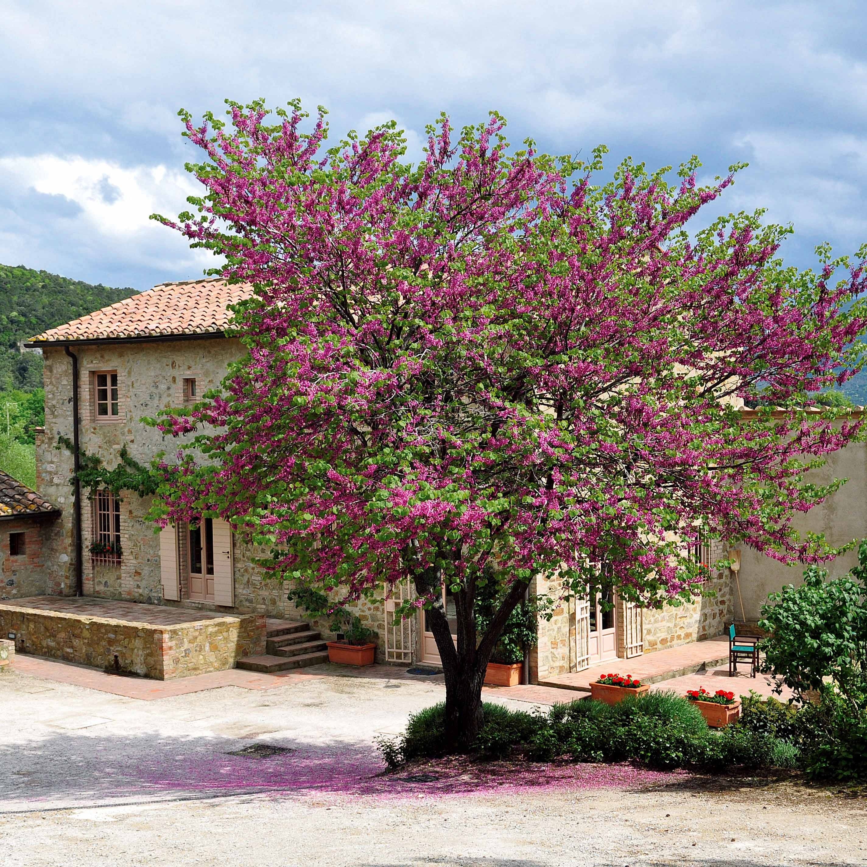 Arbre de Judée - Image 3