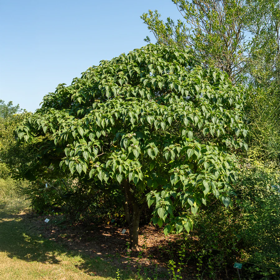 Arbre du clergé