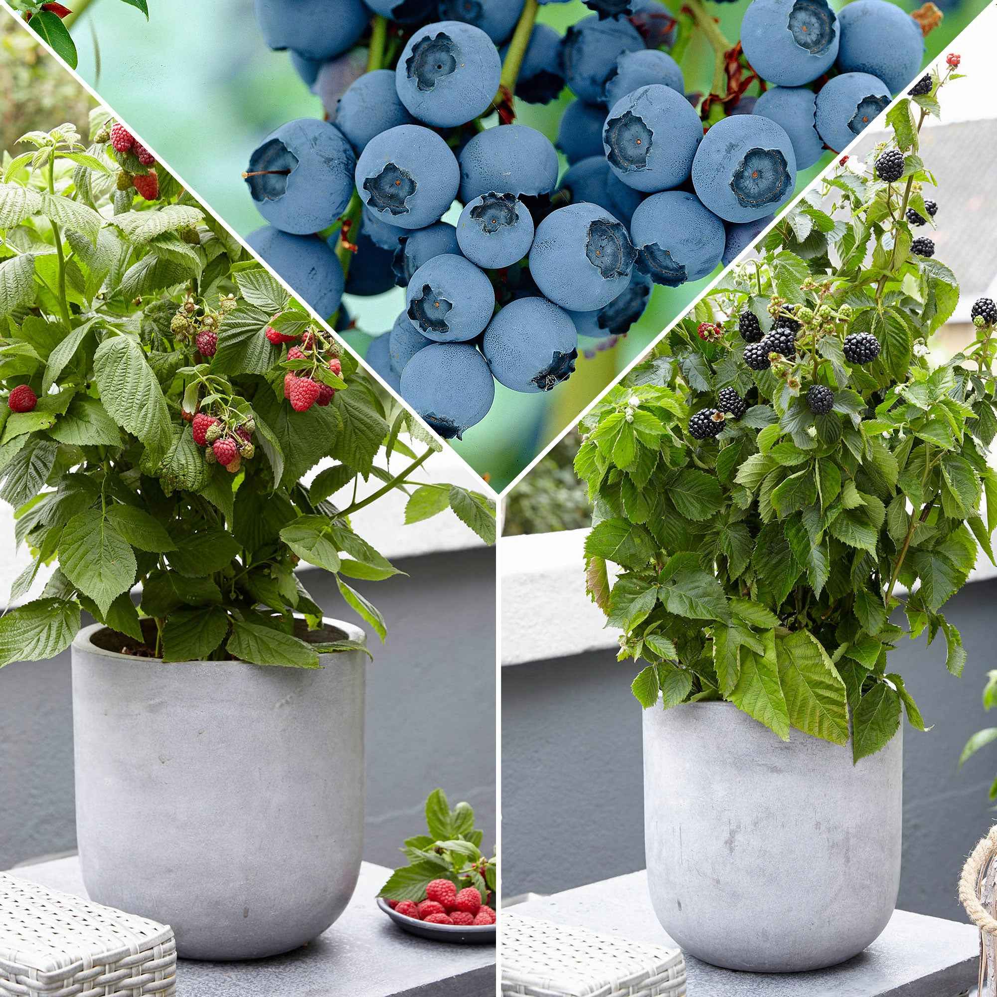 Arbustes fruitiers nains (mûrier, framboisier, myrtiller)