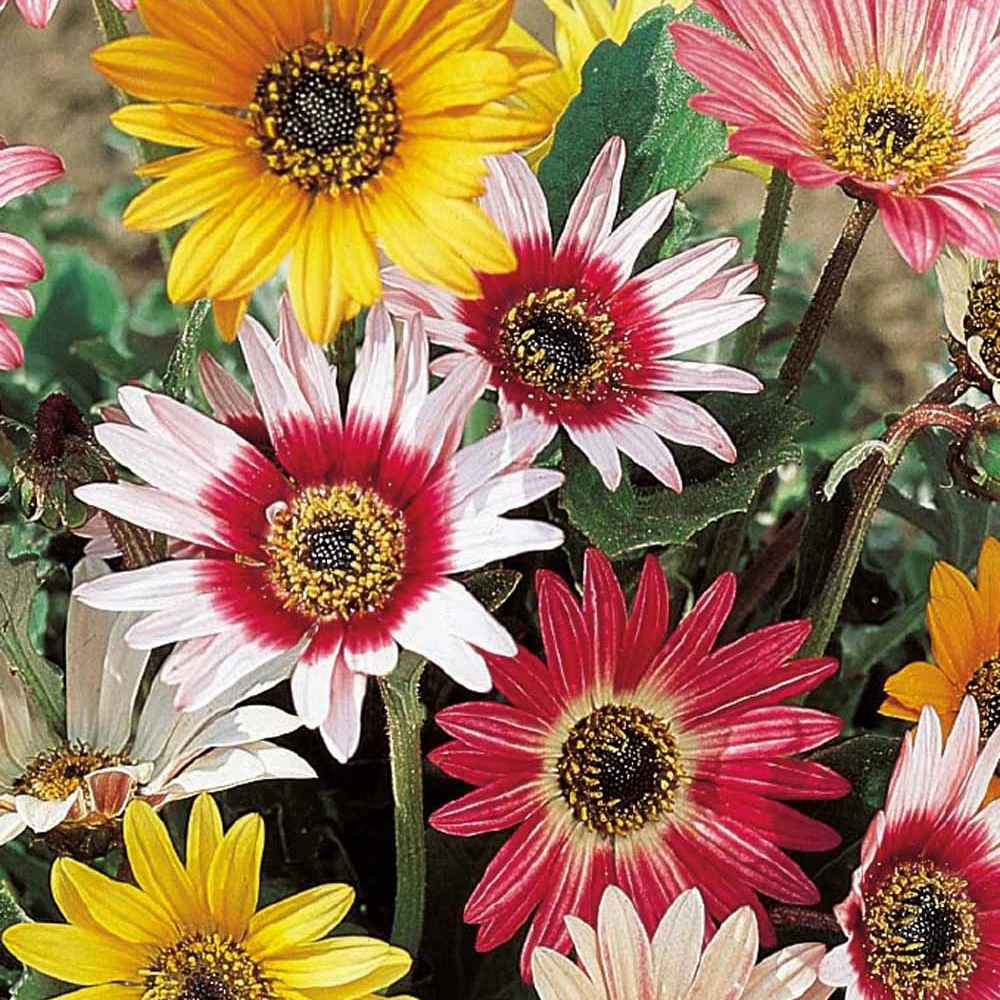 Arctotis à grandes fleurs Harlequin en mélange