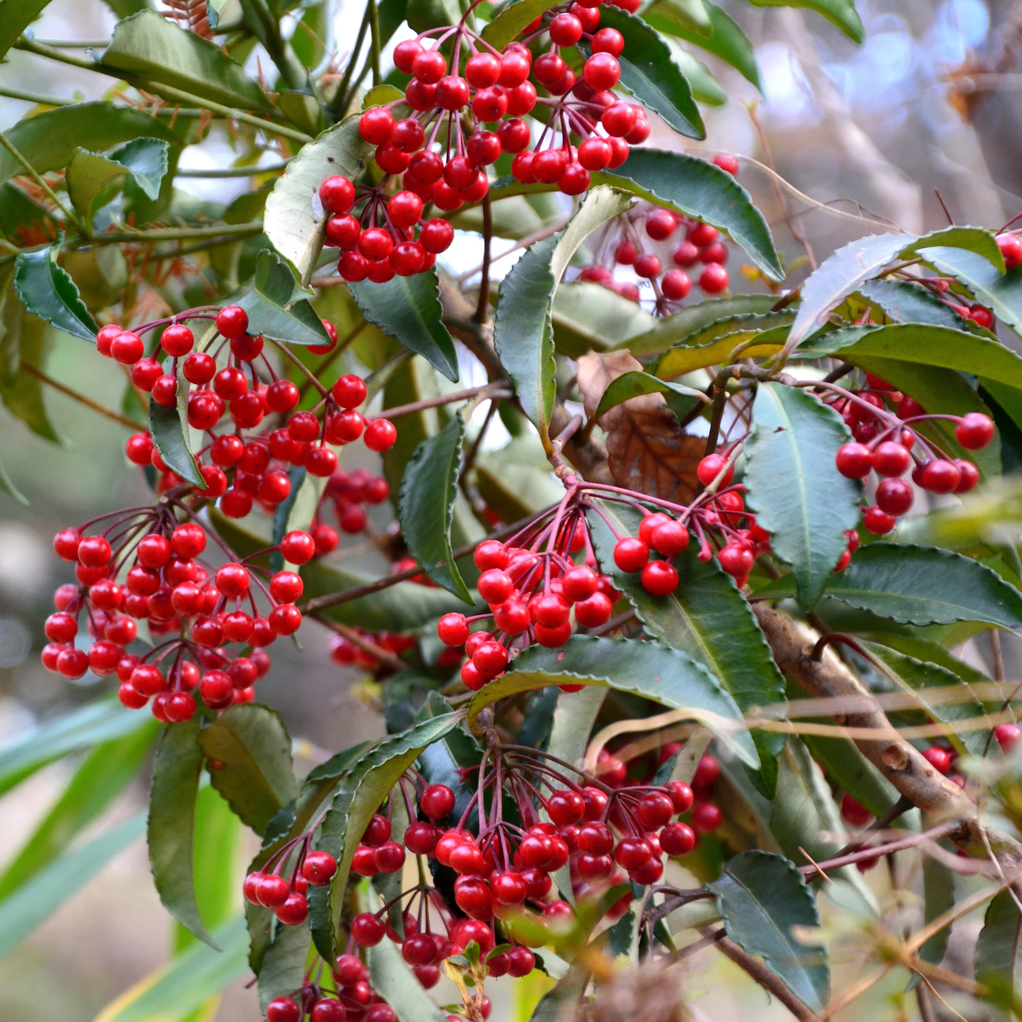 Bois de Noël - Image 5