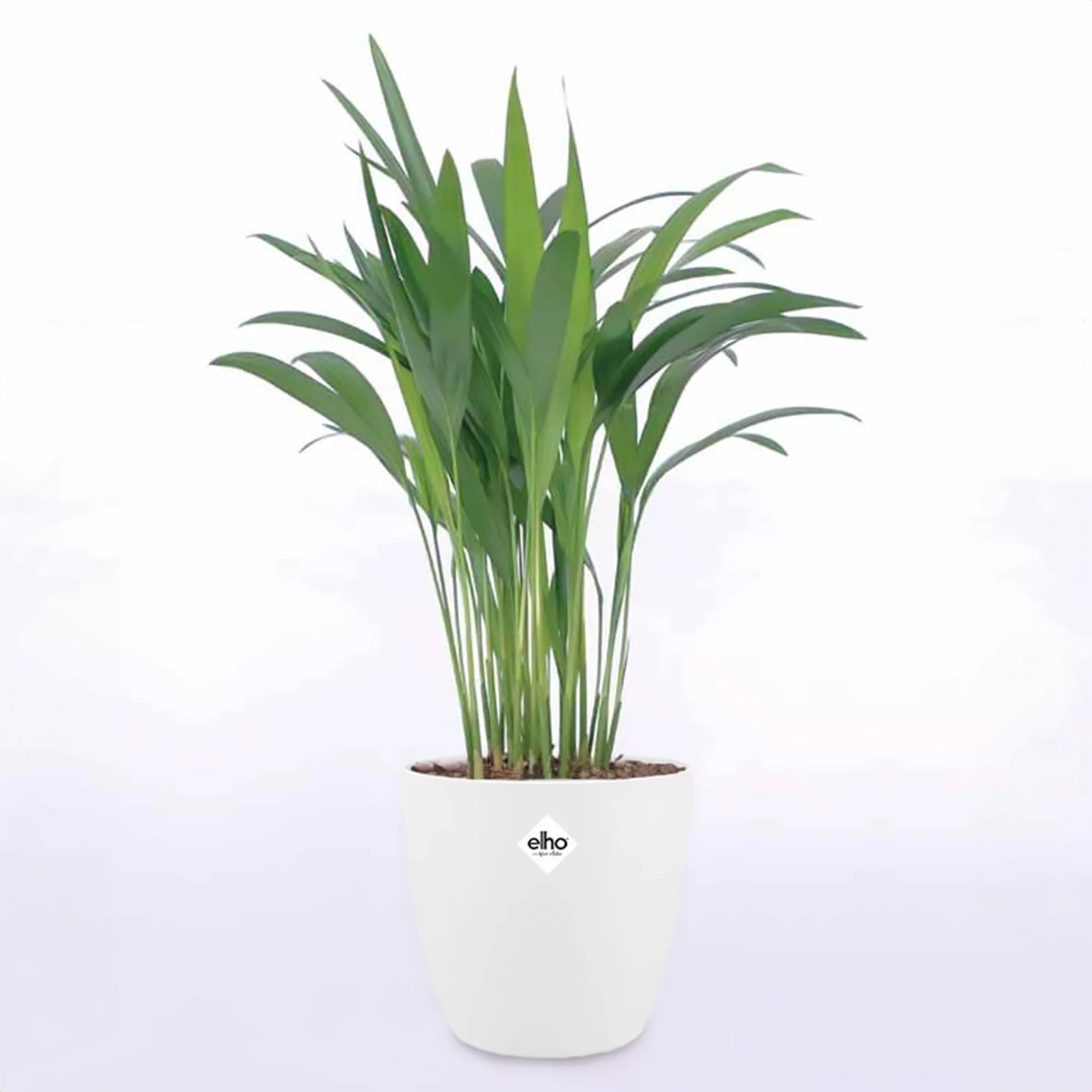 Areca, Palmier d'intérieur + cache pot blanc 22 cm. - Image 3