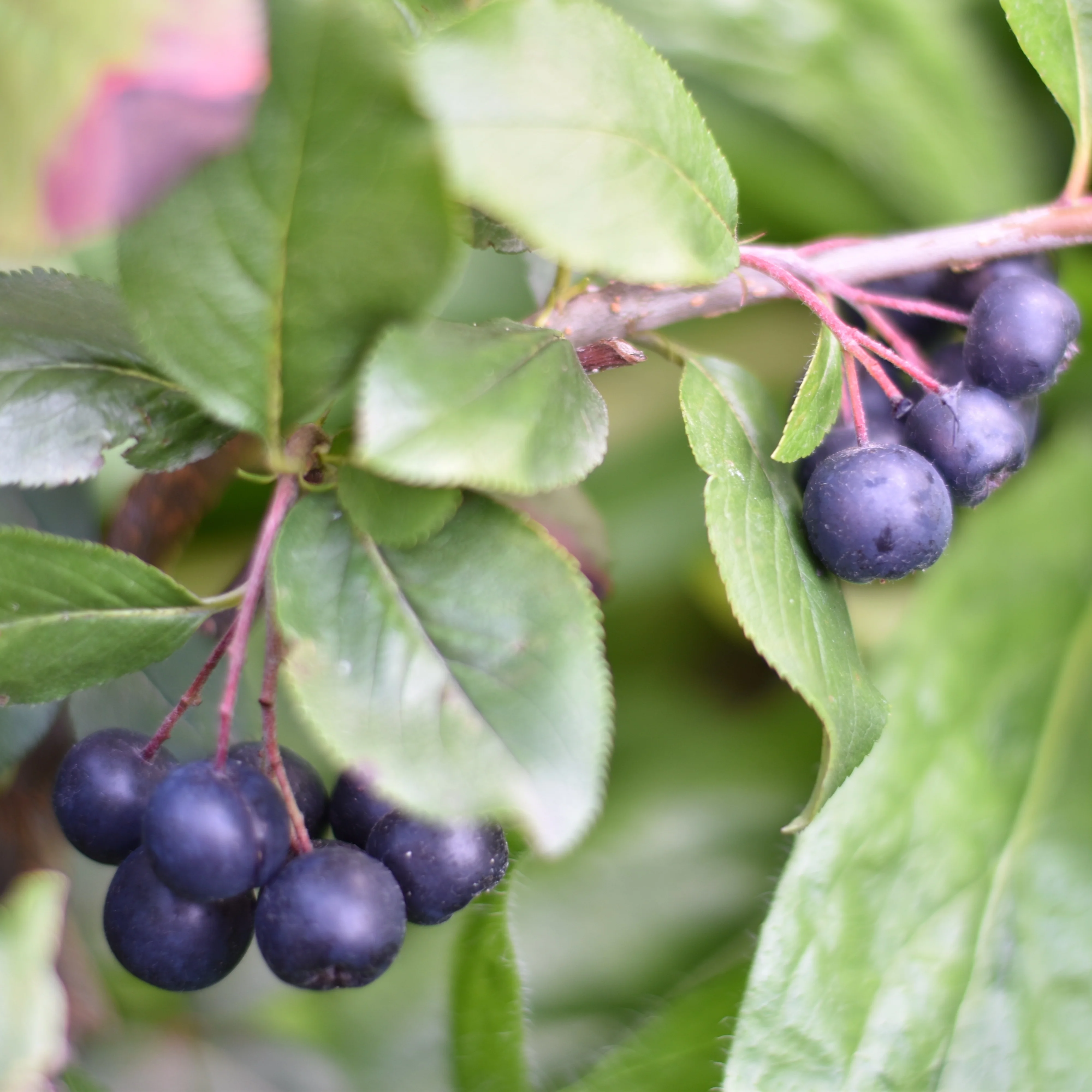 Aronia prunifolia Nero